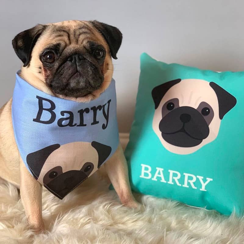 Barry with Personalised Bandana and Cushion