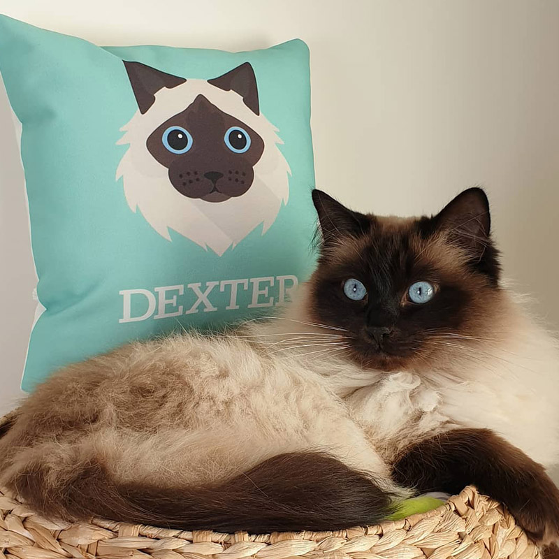 Dexter with Personalised Cat Icon Cushion