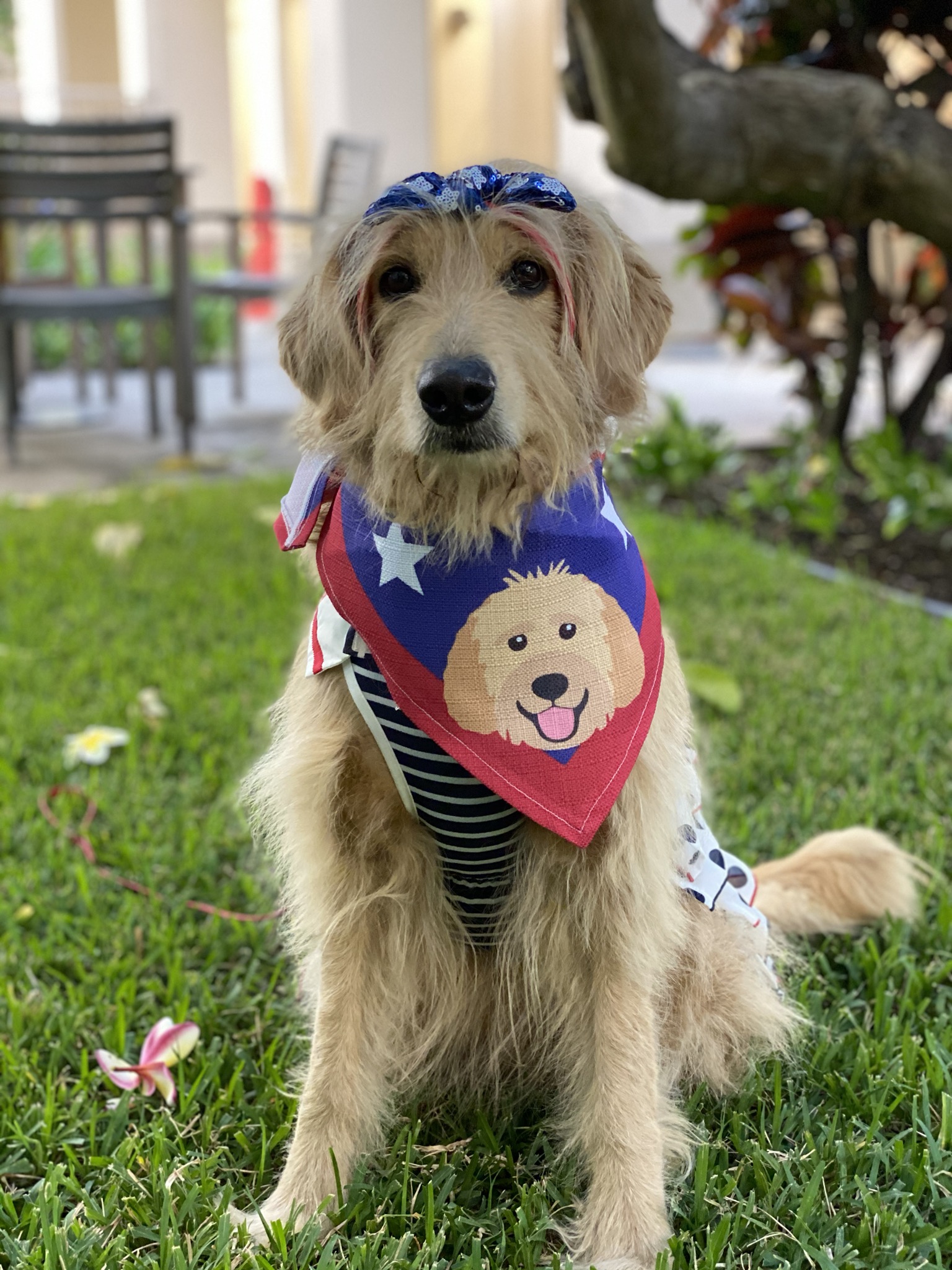 Customer photo of 'Stars' - Personalized Chipoo Bandana