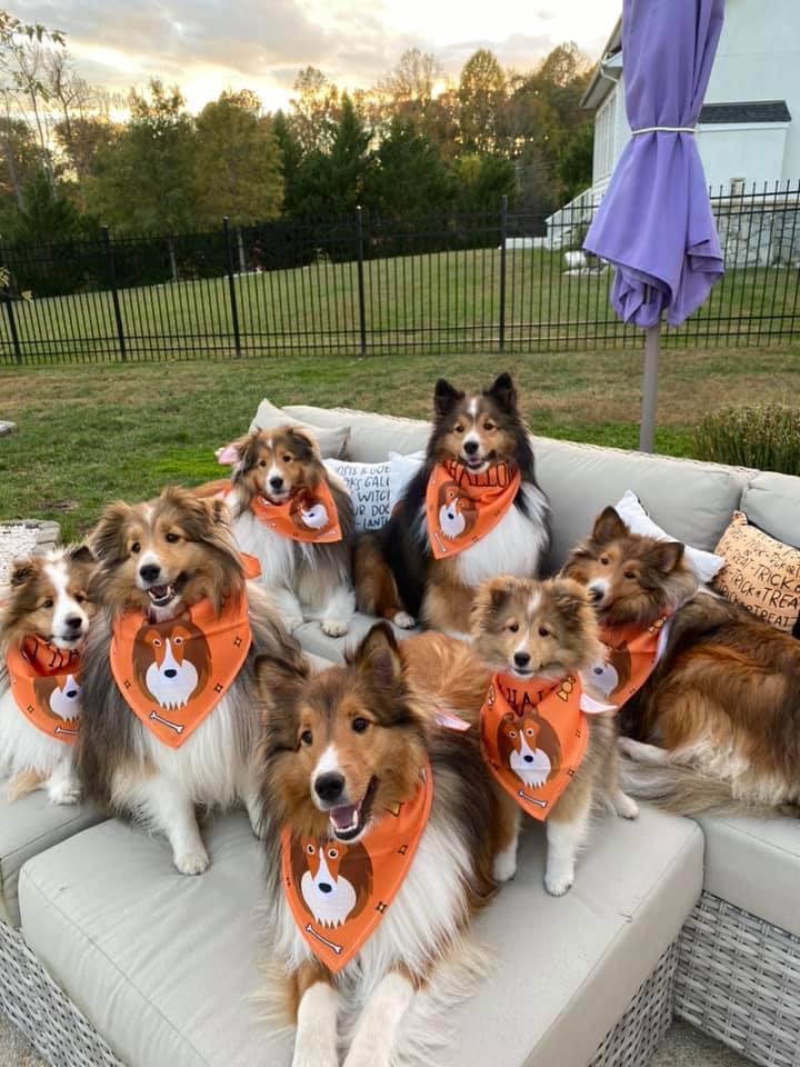 Customer photo of 'Happy Halloween' - Personalized Dog Bandana
