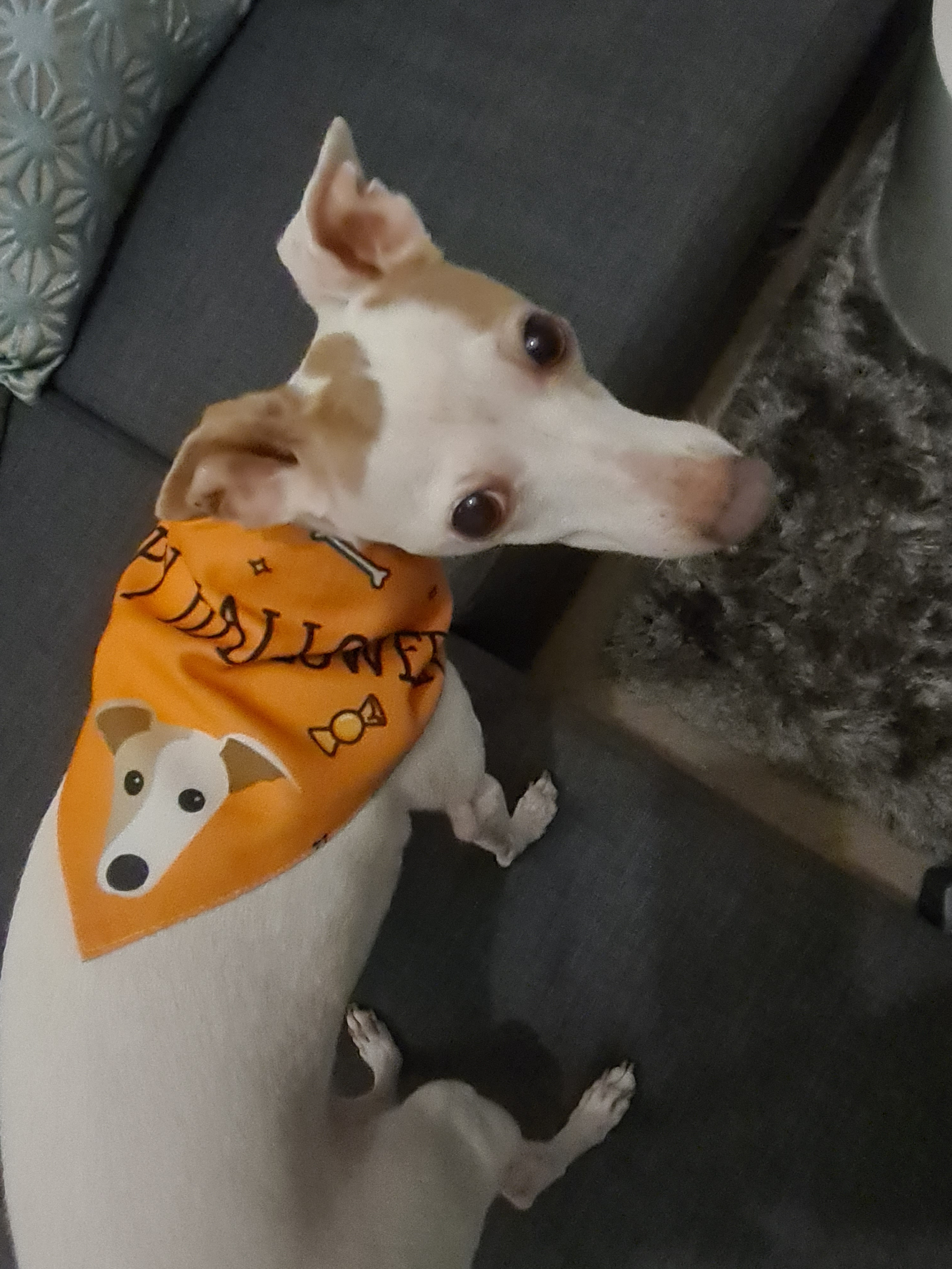 Customer photo of 'Happy Halloween' - Personalized Dog Bandana