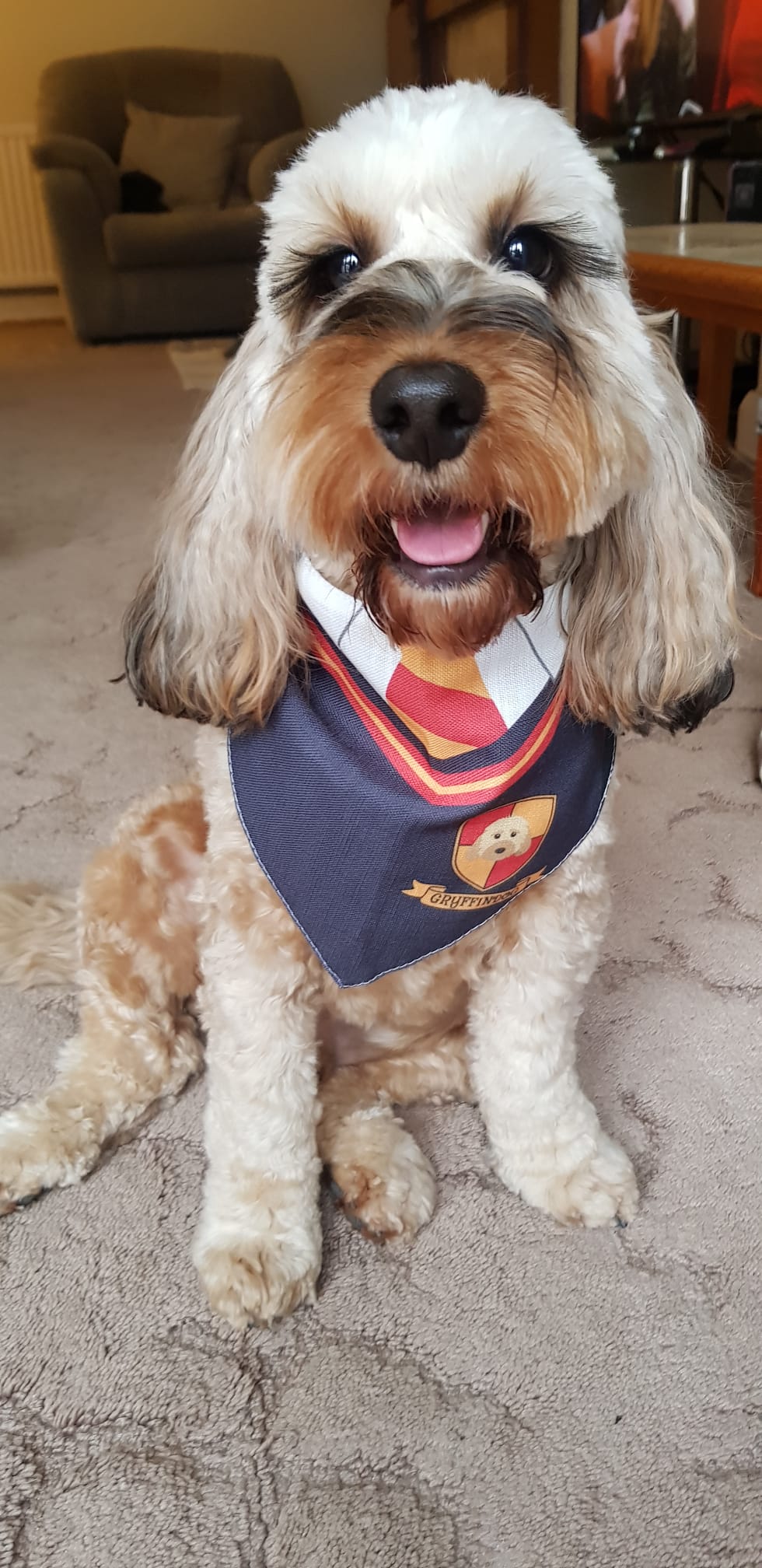 Customer photo of 'Dogwarts' - Personalized German Wirehaired Pointer Bandana