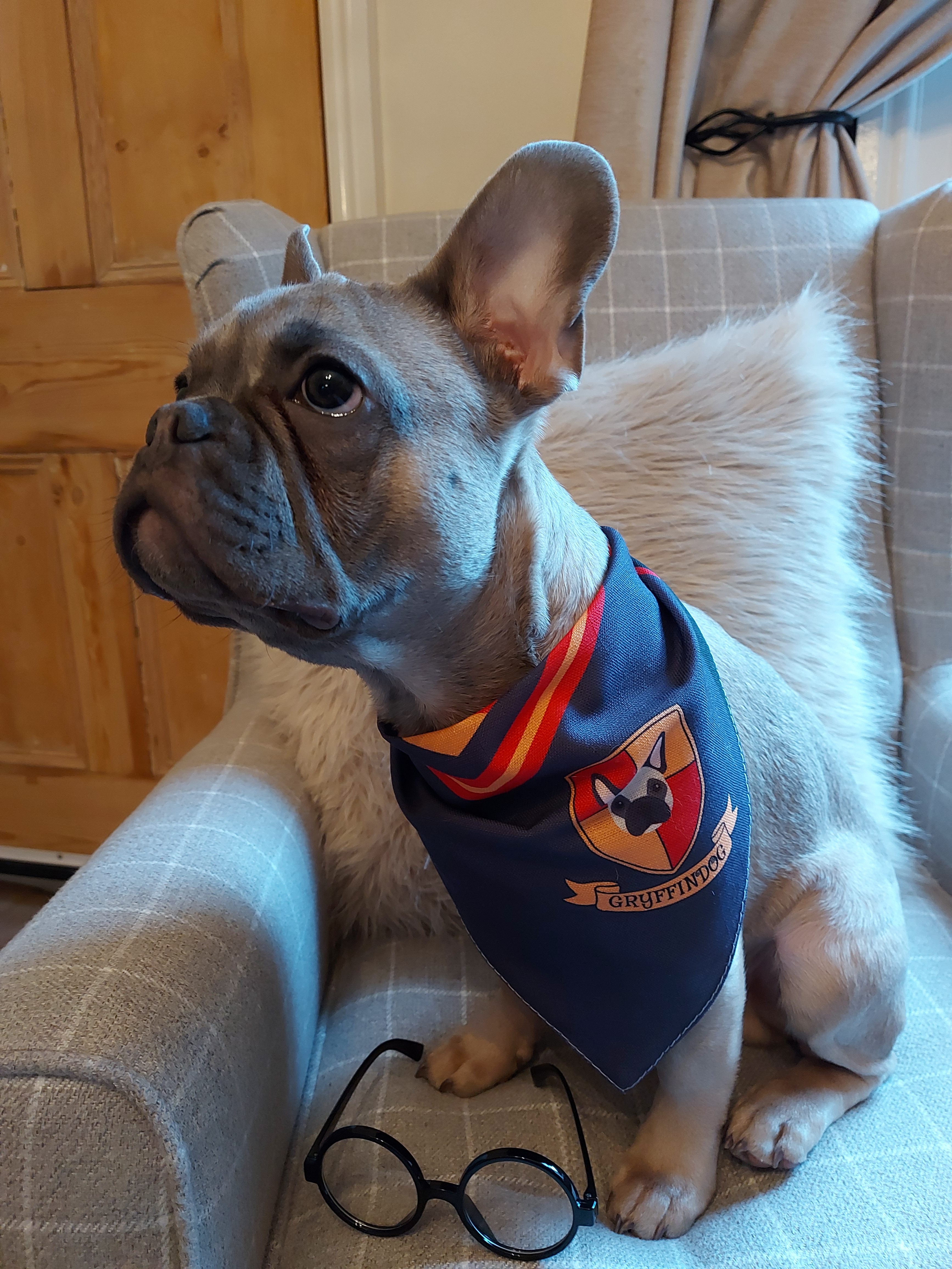Customer photo of 'Dogwarts' - Personalized German Wirehaired Pointer Bandana
