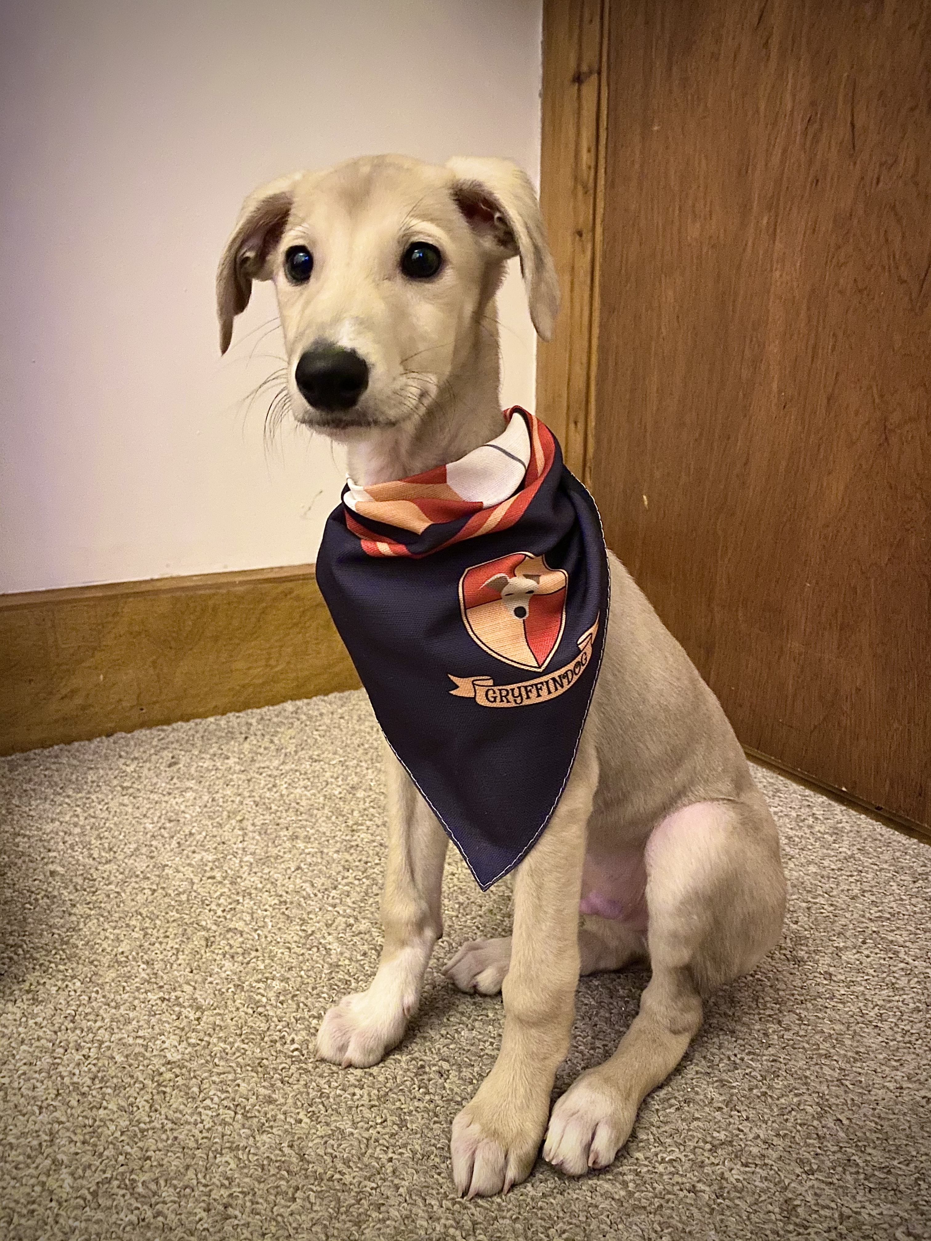 Customer photo of 'Dogwarts' - Personalized German Wirehaired Pointer Bandana