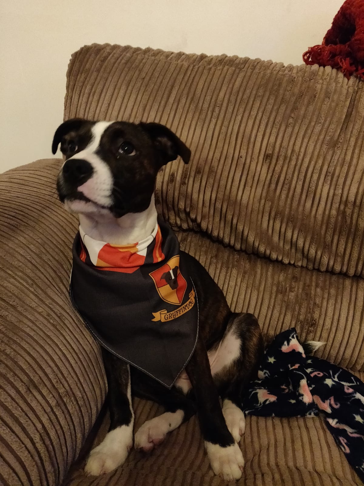 Customer photo of 'Dogwarts' - Personalized German Wirehaired Pointer Bandana