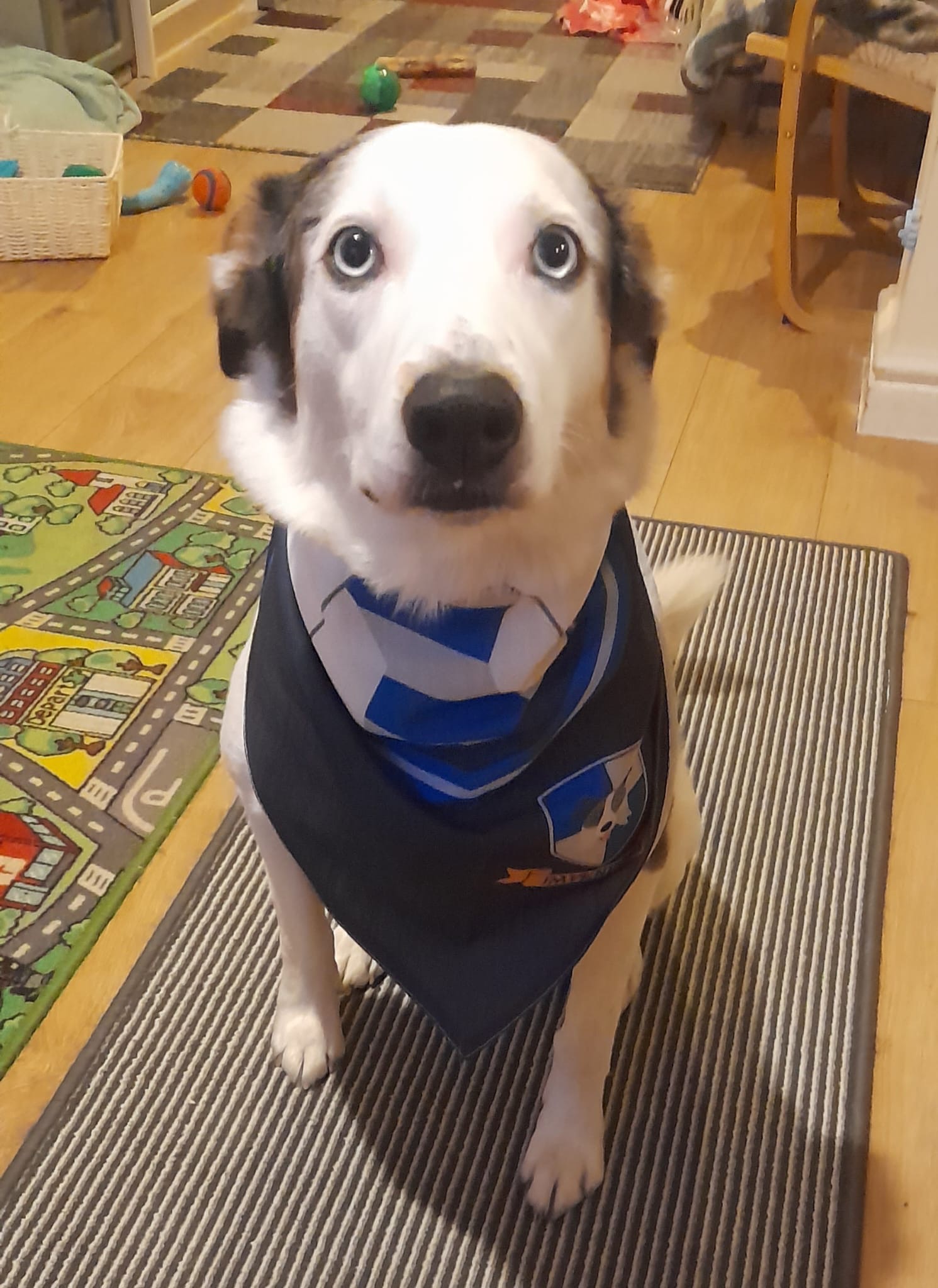 Customer photo of 'Dogwarts' - Personalized German Wirehaired Pointer Bandana