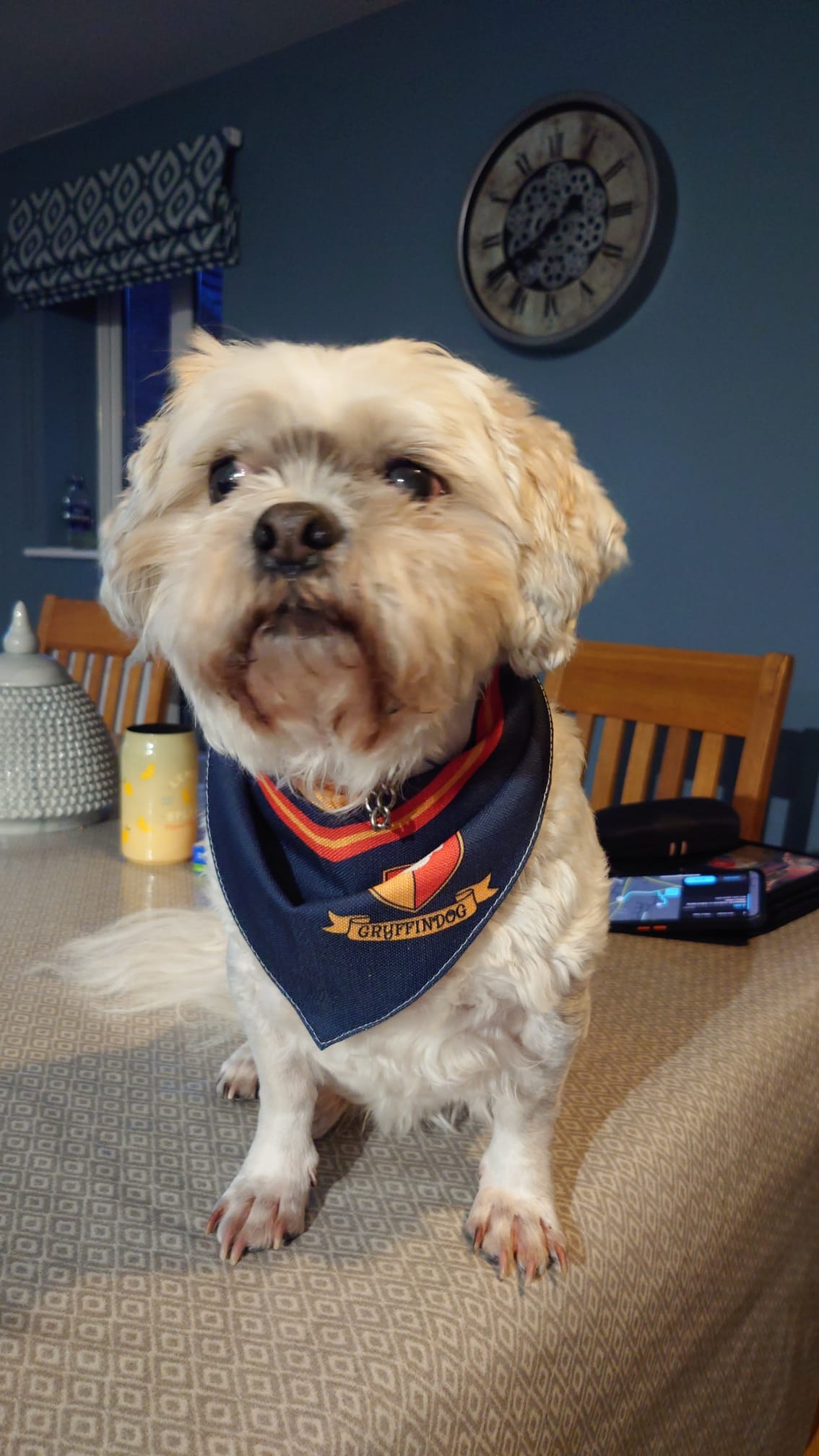 Customer photo of 'Dogwarts' - Personalized German Wirehaired Pointer Bandana