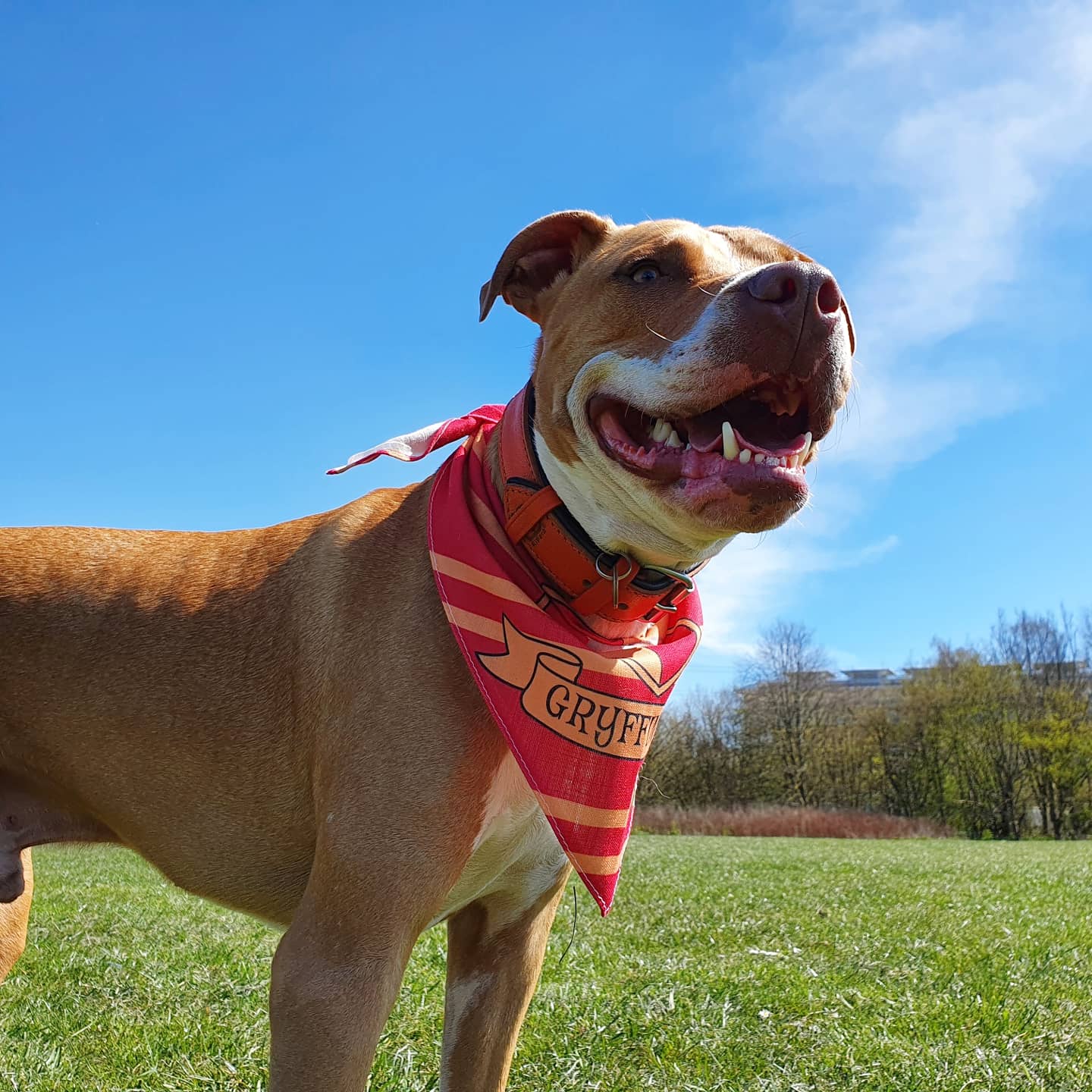 Customer photo of 'Harry Pawter' - Personalised Hungarian Vizsla Bandana