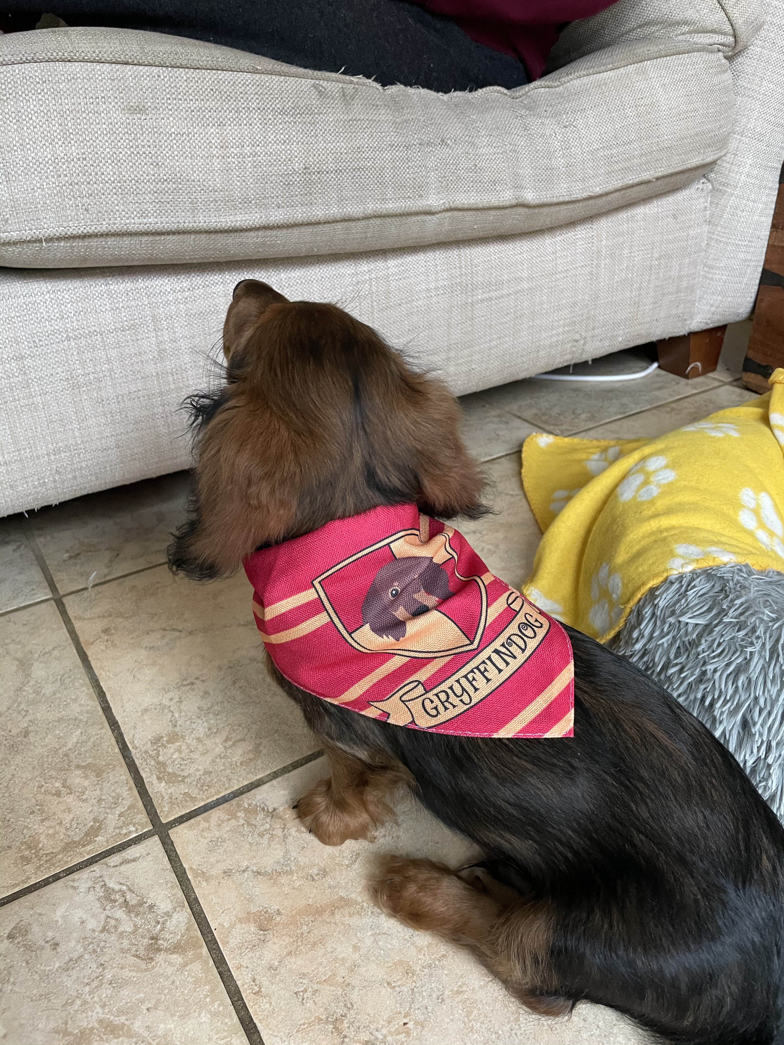 Customer photo of 'Harry Pawter' - Personalised Hungarian Vizsla Bandana