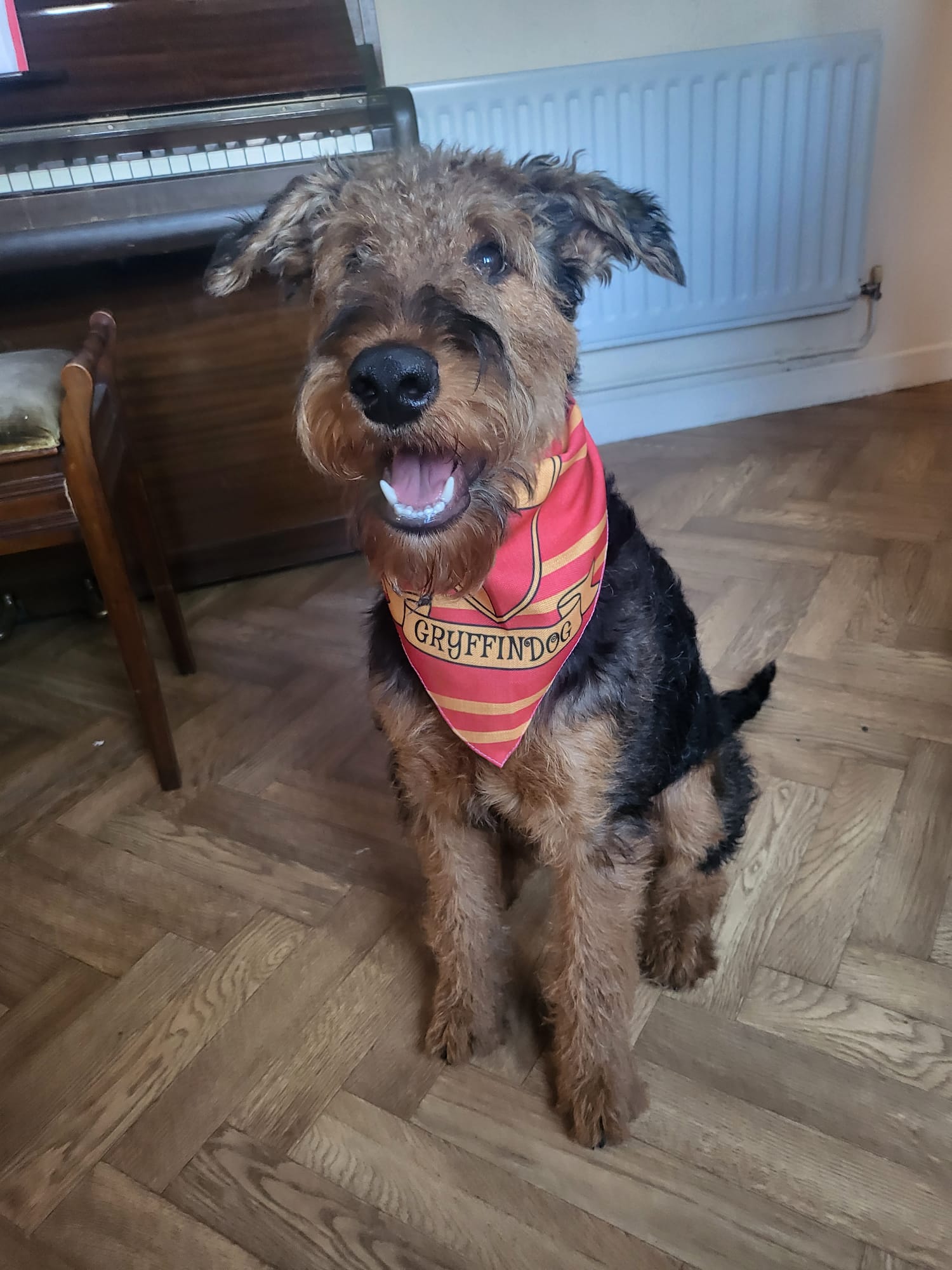 Customer photo of 'Harry Pawter' - Personalised Hungarian Vizsla Bandana