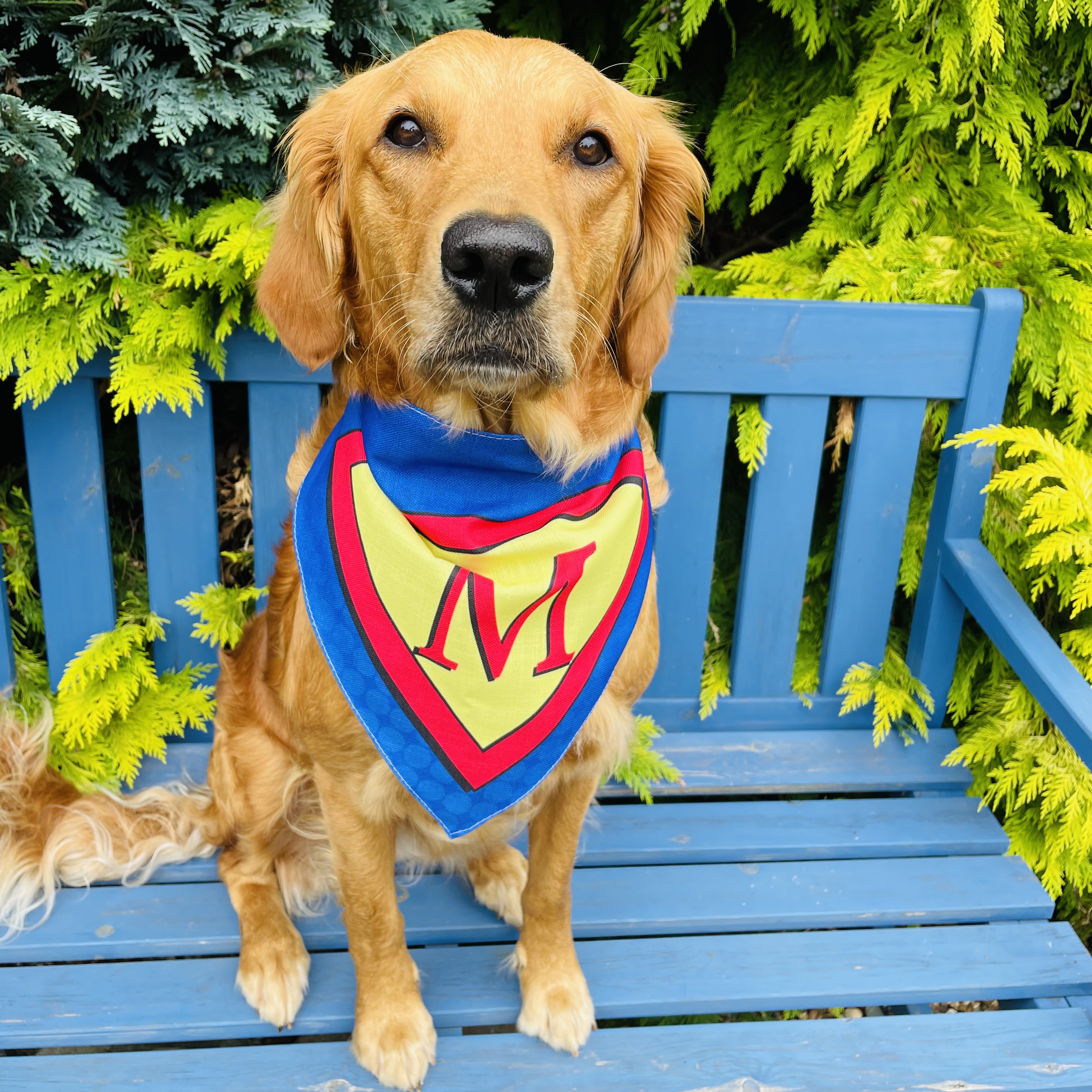 Customer photo of 'Super-Dog' - Personalized Lhasapoo Bandana