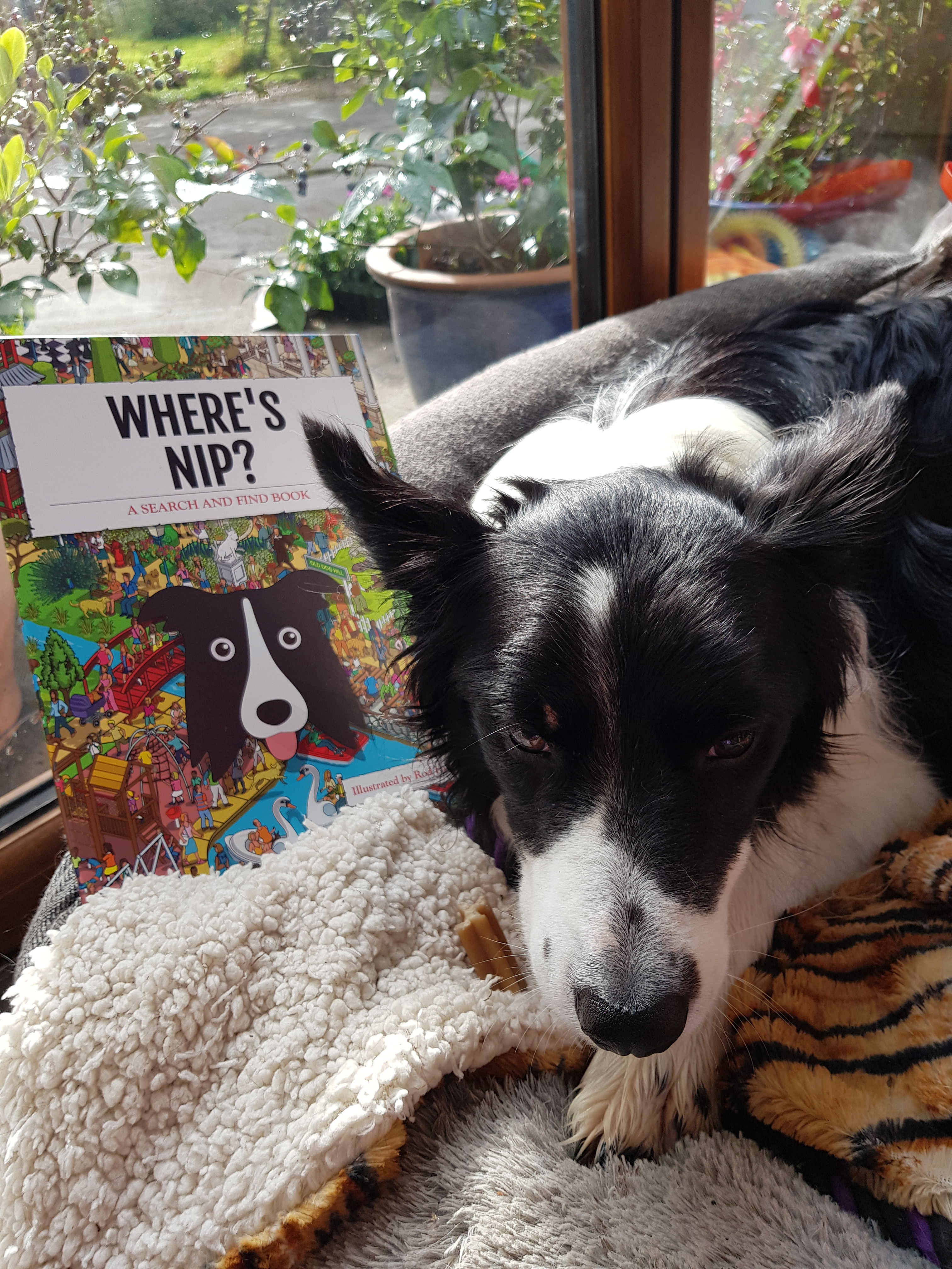 Customer photo of Personalized Pekingese Book: Where's Pekingese?