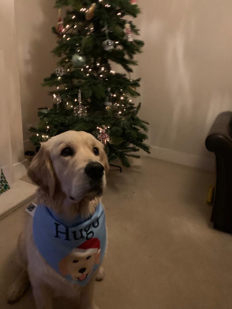 Customer photo of Peeking Christmas Icon: Personalized Dog Bandana