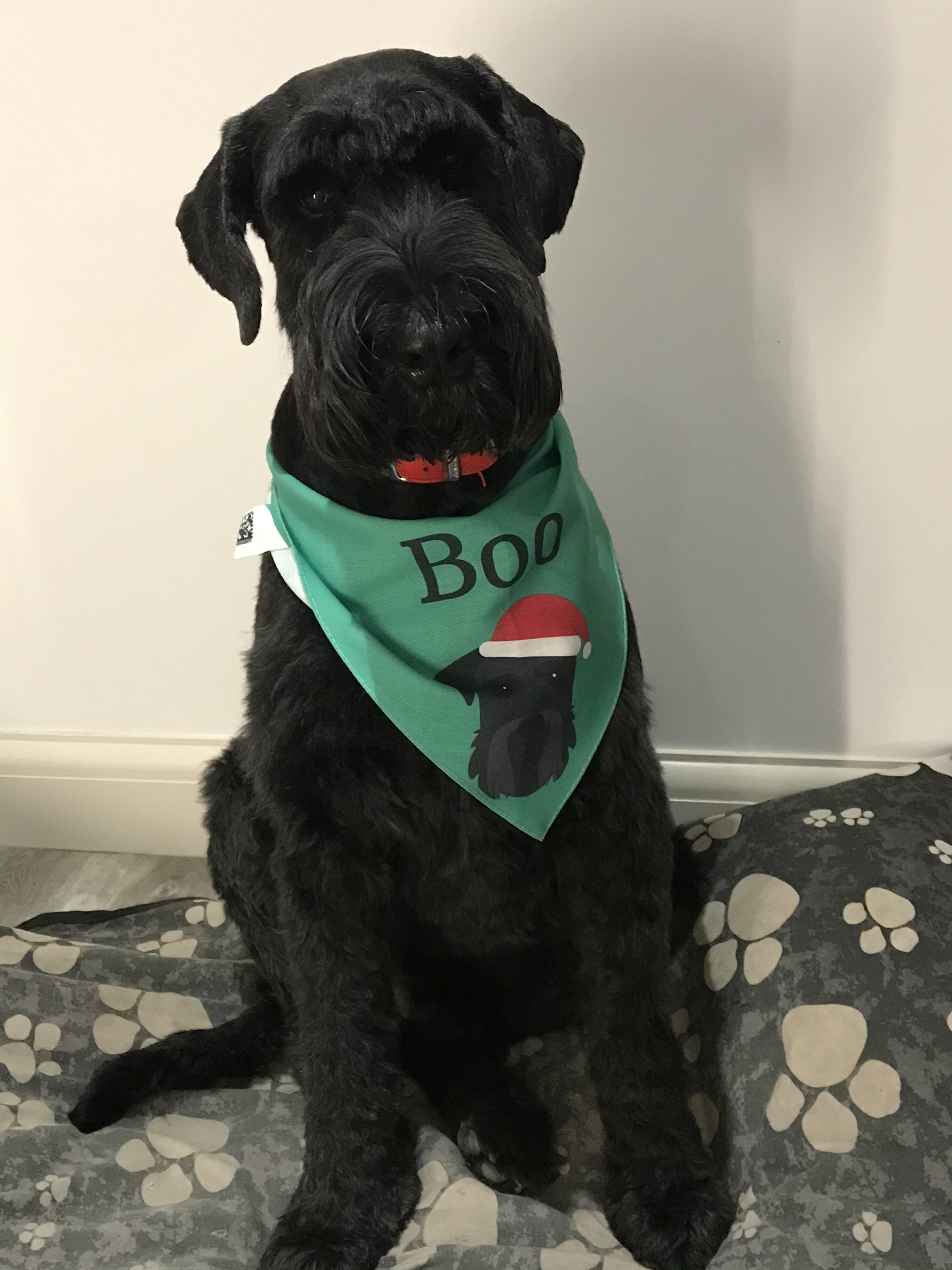 Customer photo of Peeking Christmas Icon: Personalized Dog Bandana