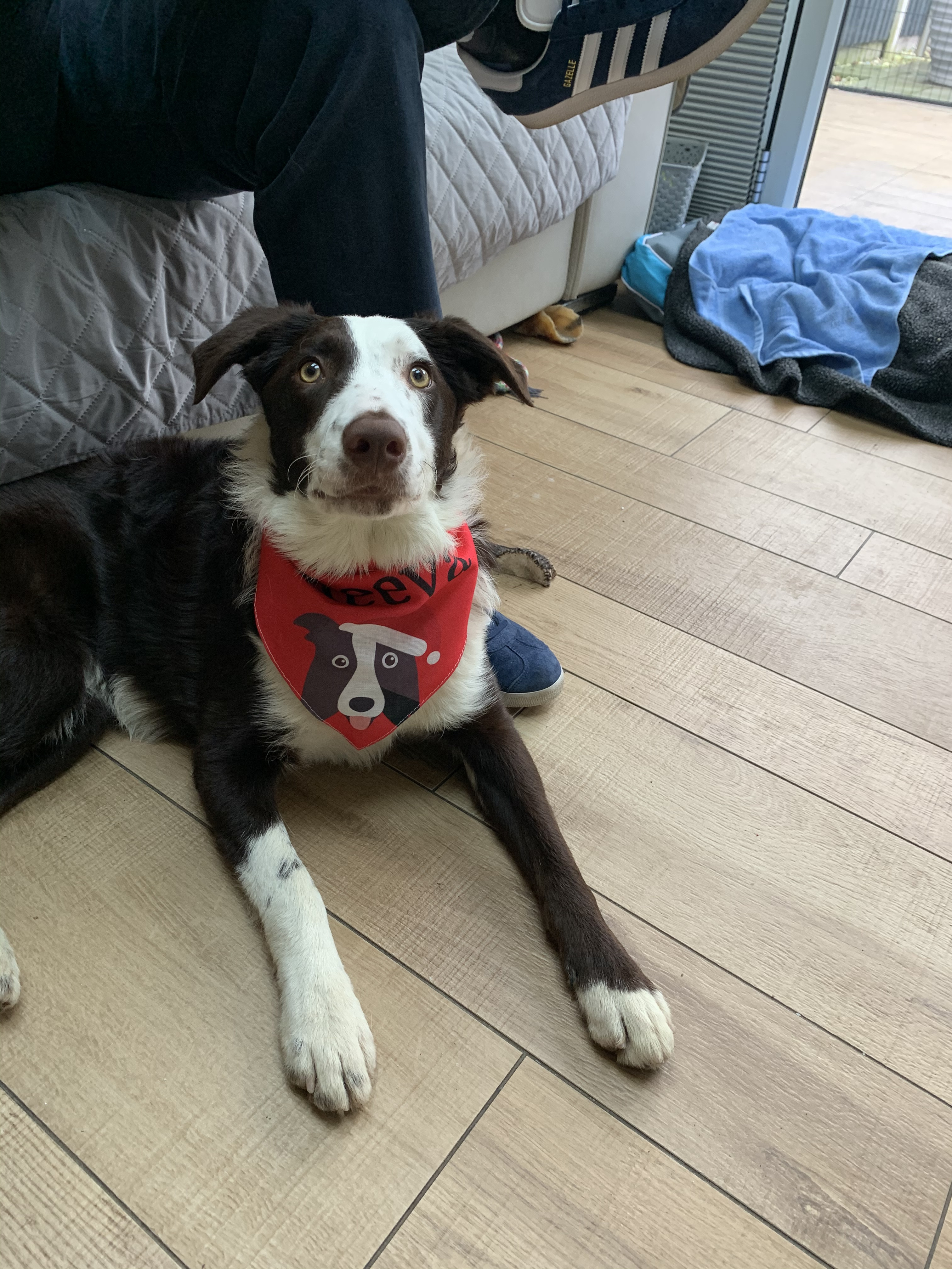 Customer photo of Peeking Christmas Icon: Personalized Dog Bandana