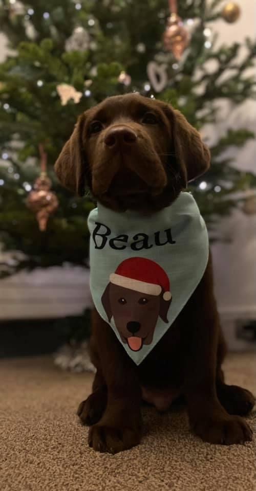 Customer photo of Peeking Christmas Icon: Personalized Dog Bandana