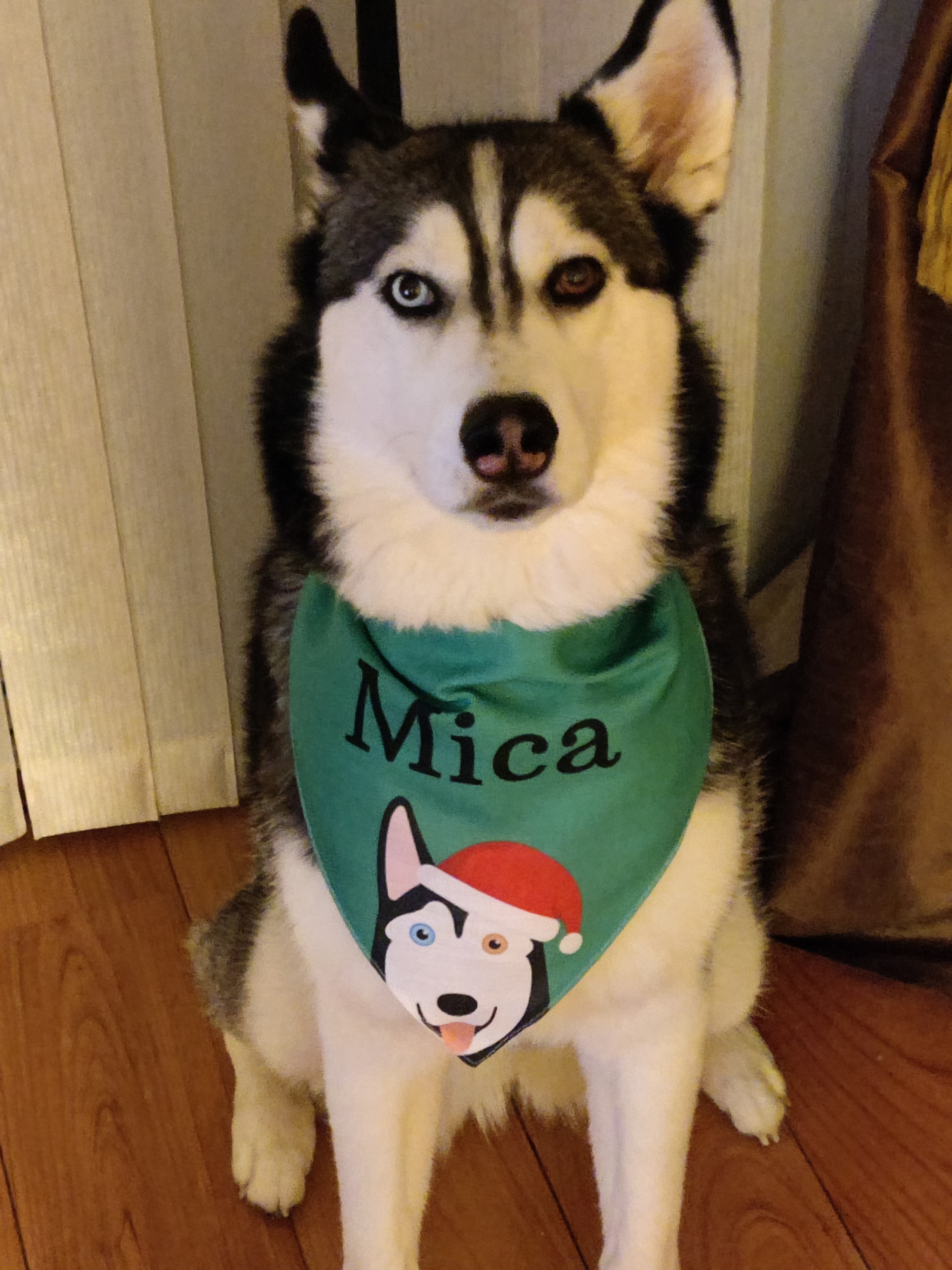 Customer photo of Peeking Christmas Icon: Personalized Dog Bandana