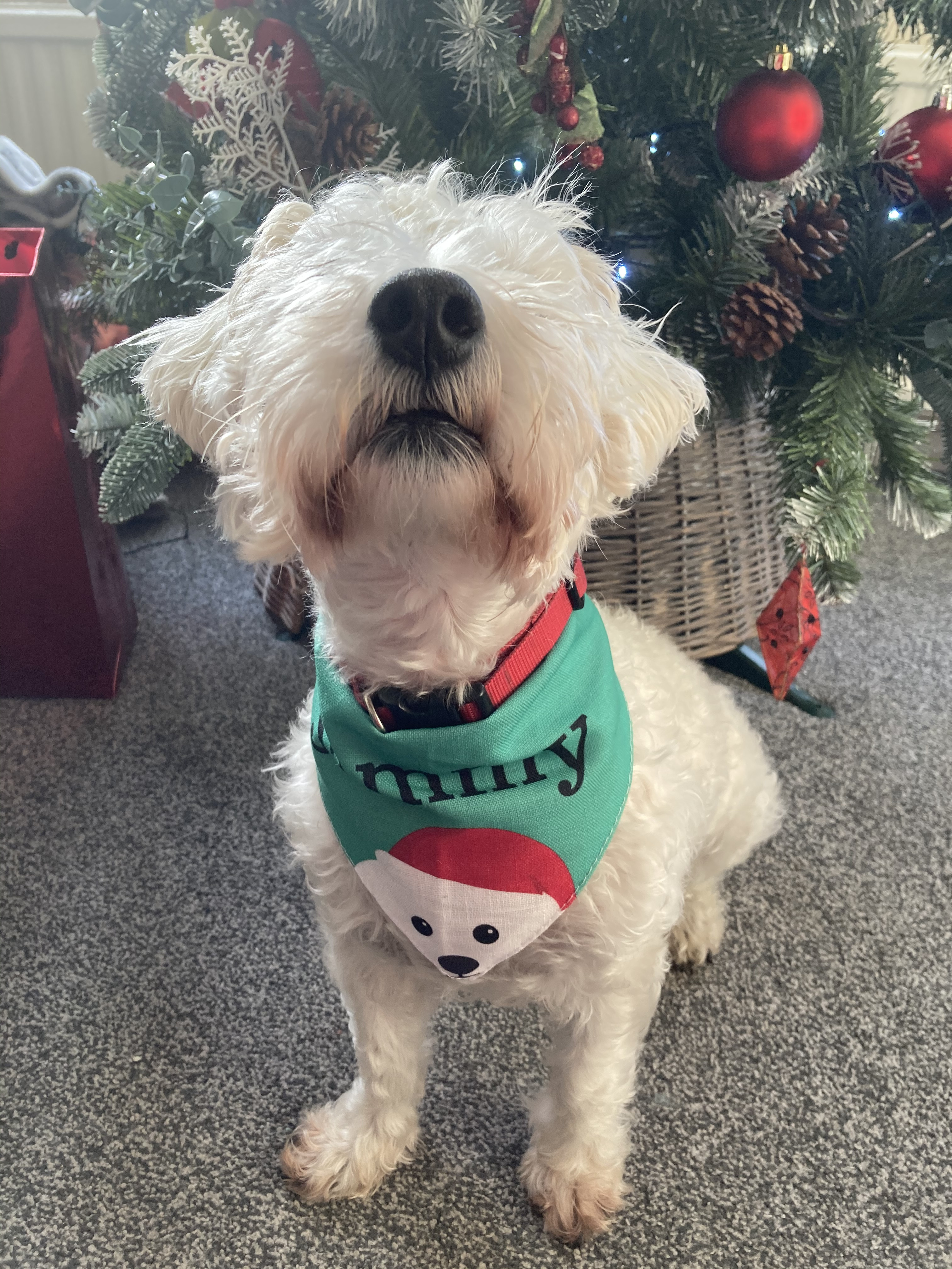 Customer photo of Peeking Christmas Icon: Personalized Dog Bandana
