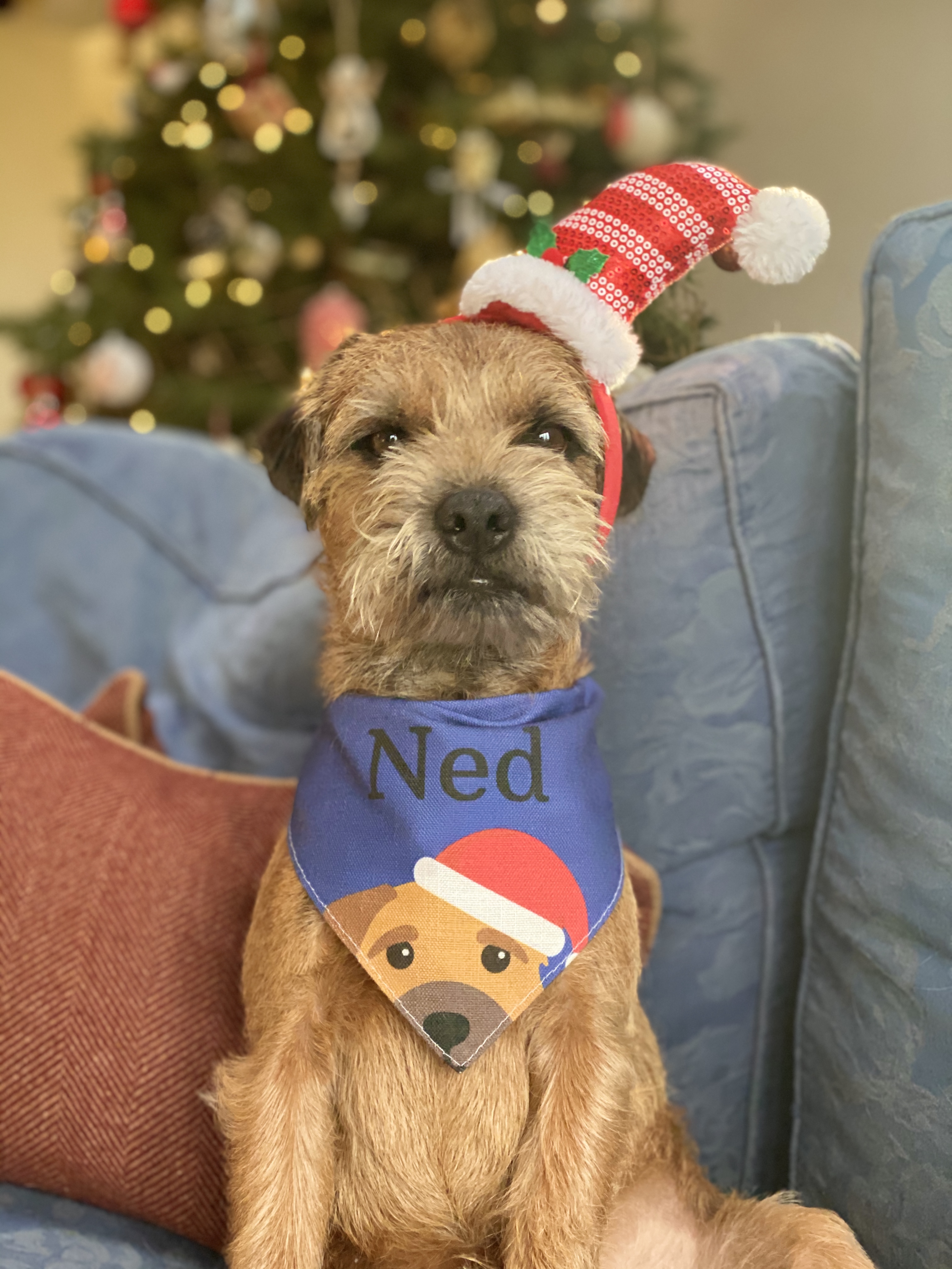 Customer photo of Peeking Christmas Icon: Personalized Dog Bandana