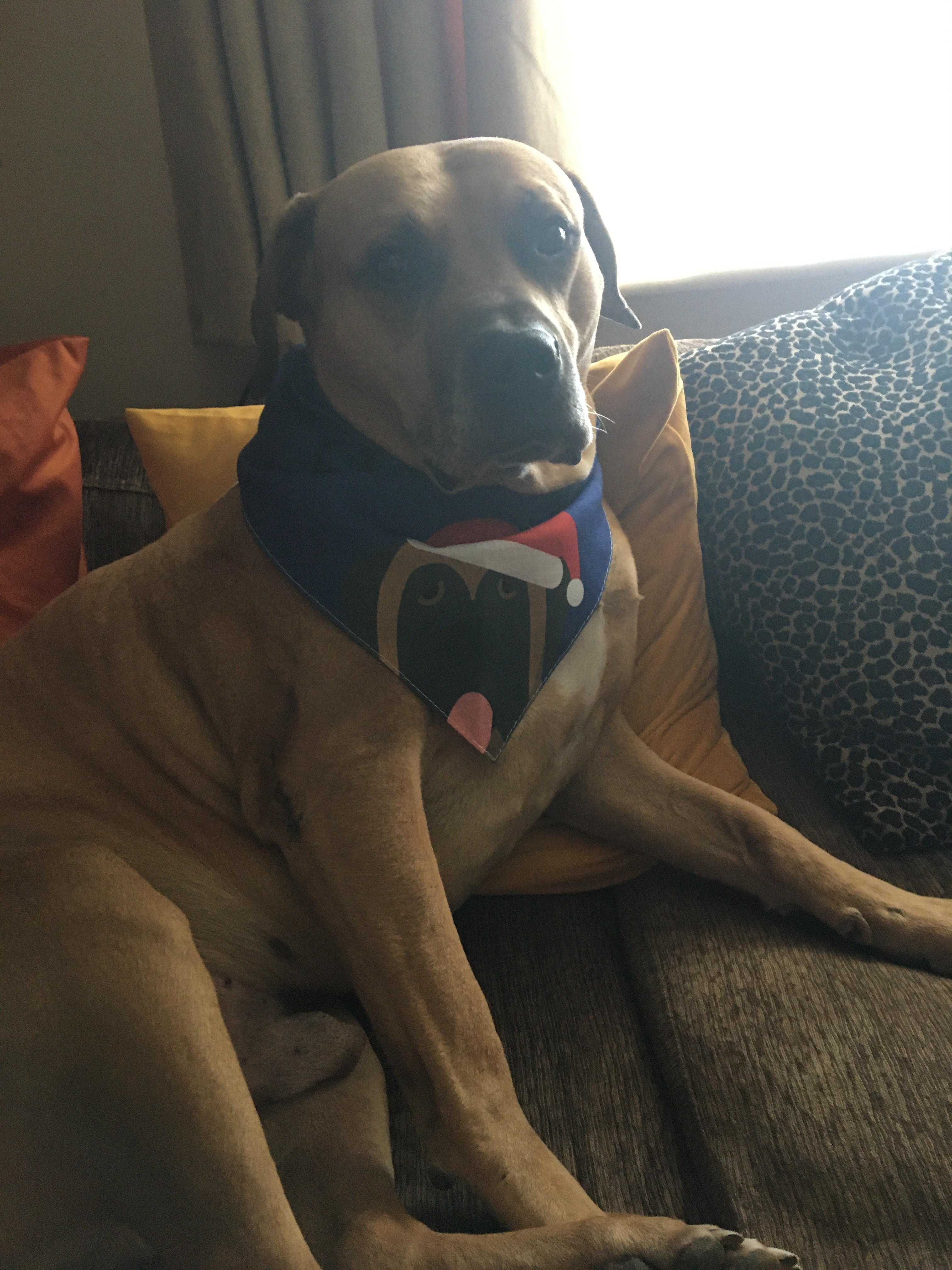 Customer photo of Peeking Christmas Icon: Personalized Dog Bandana