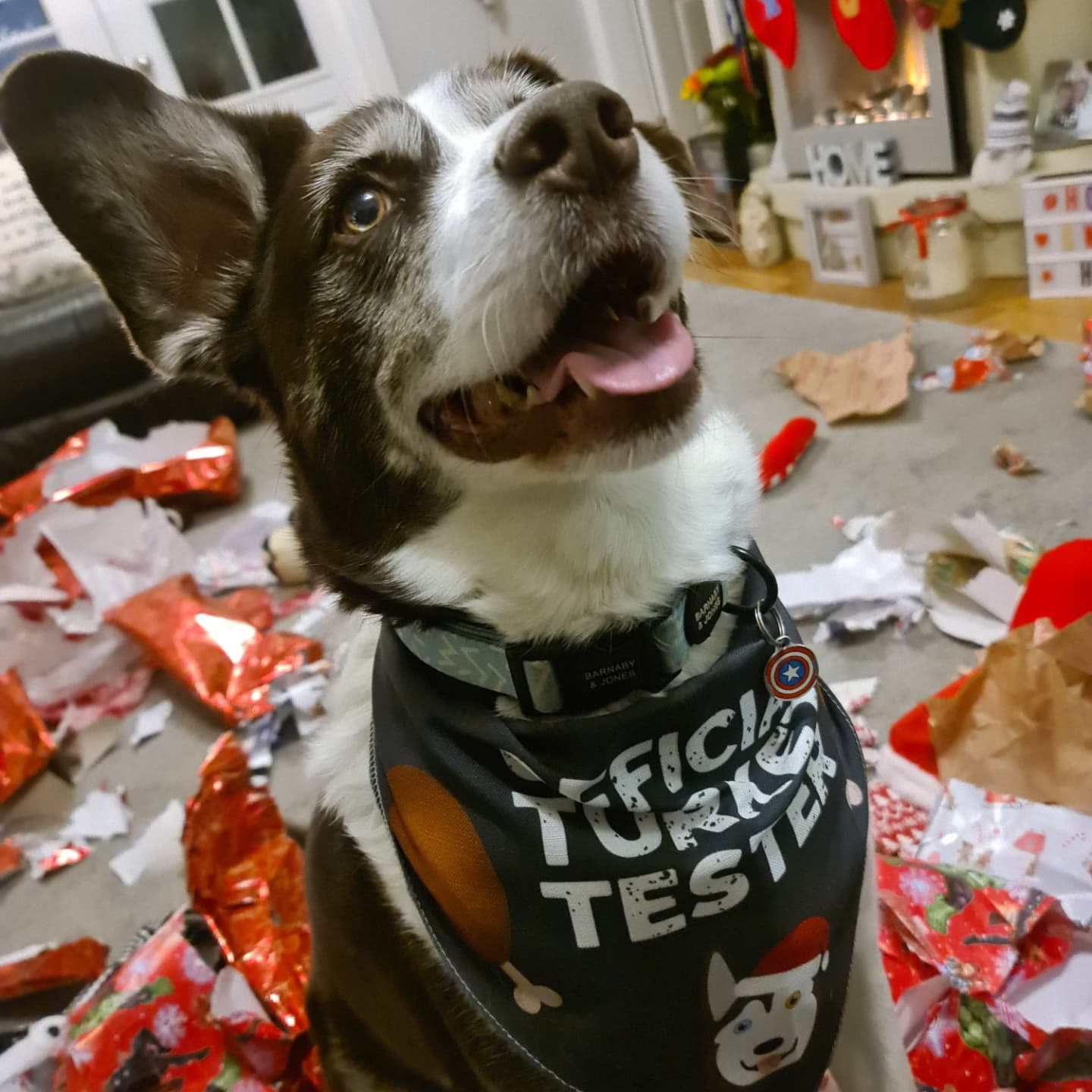 Customer photo of 'Official Turkey Tester' - Personalised Dog Christmas Bandana