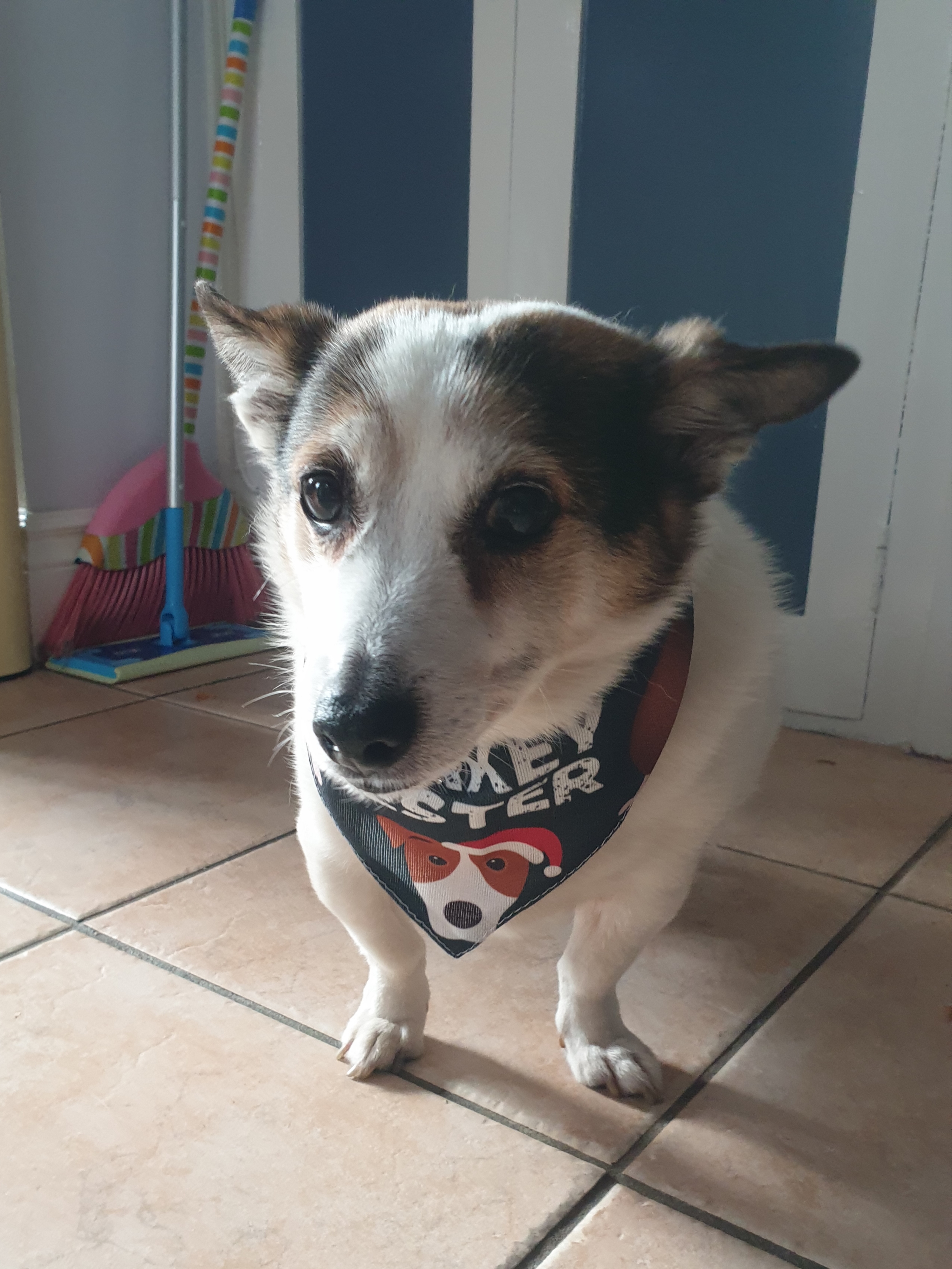 Customer photo of 'Official Turkey Tester' - Personalised Dog Christmas Bandana