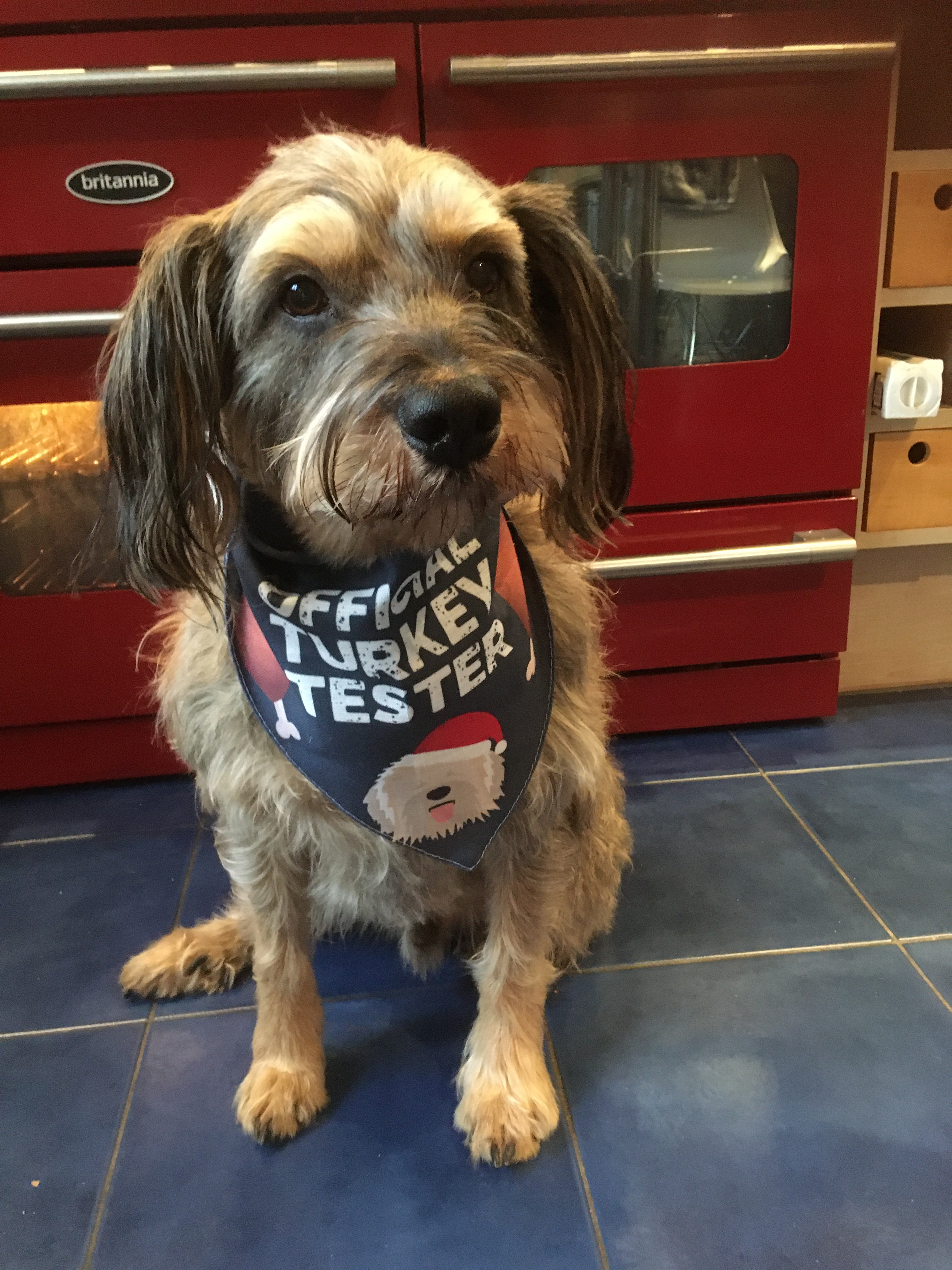 Customer photo of 'Official Turkey Tester' - Personalised Dog Christmas Bandana