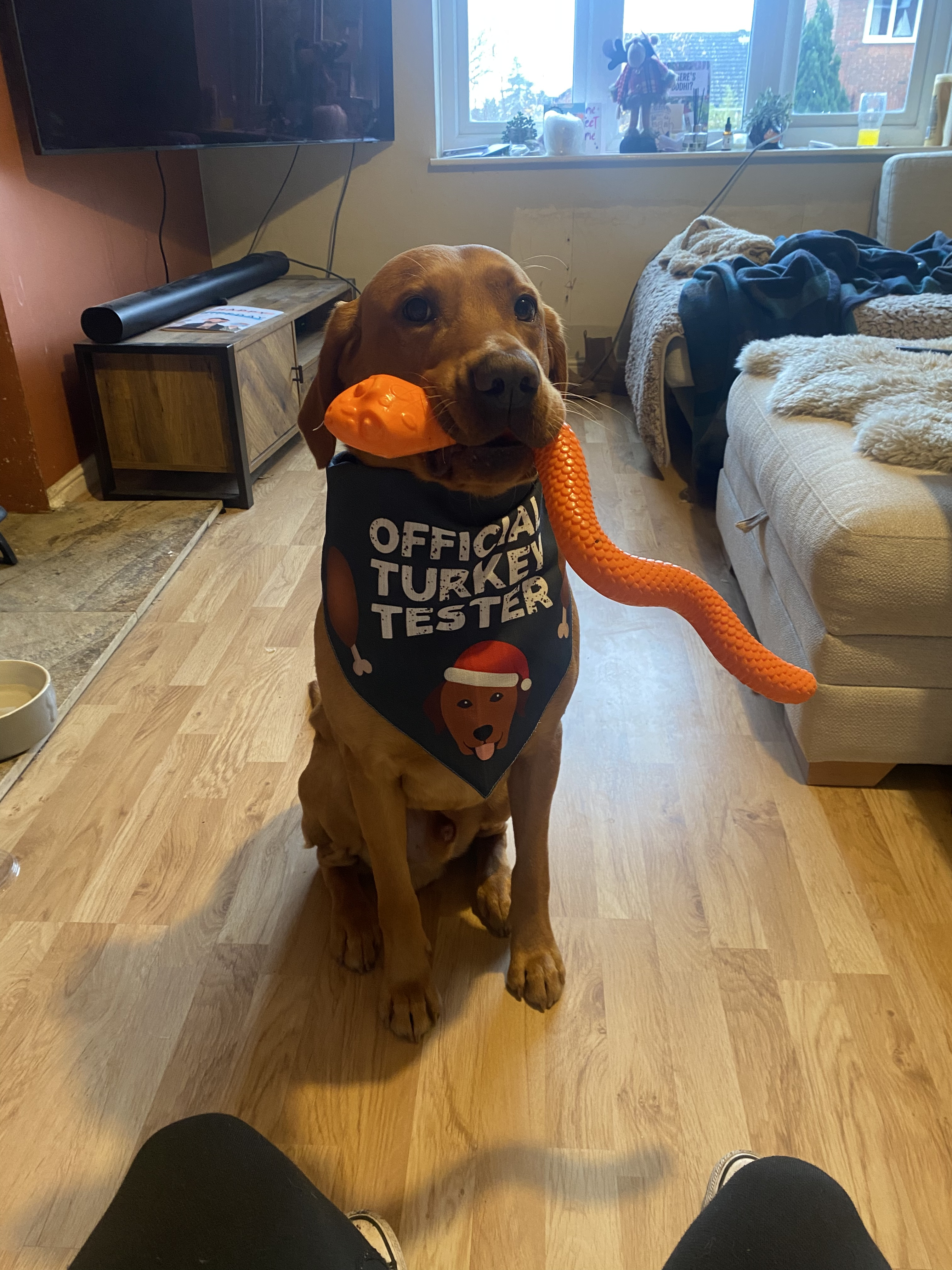 Customer photo of 'Official Turkey Tester' - Personalised Dog Christmas Bandana