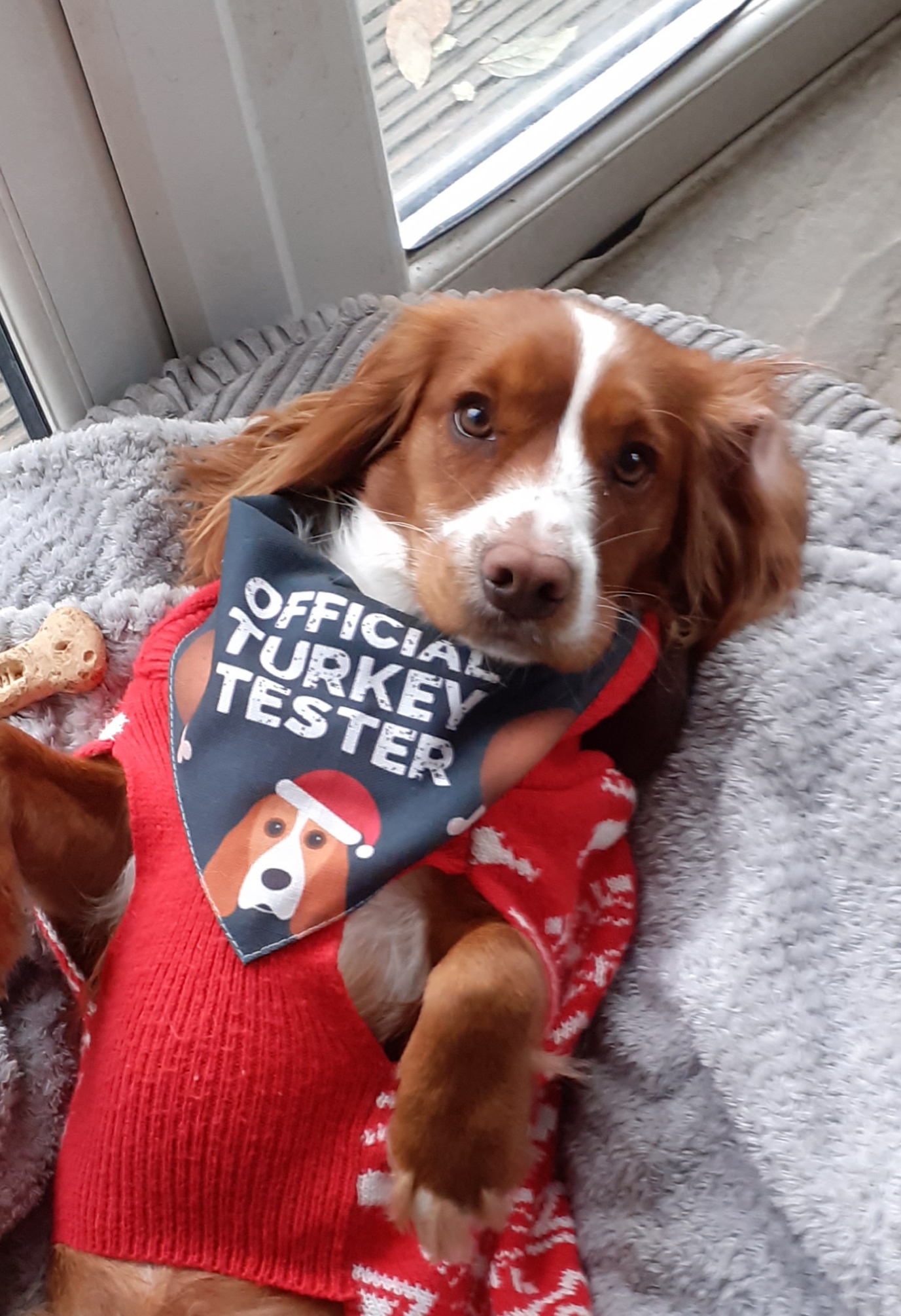 Customer photo of 'Official Turkey Tester' - Personalised Dog Christmas Bandana