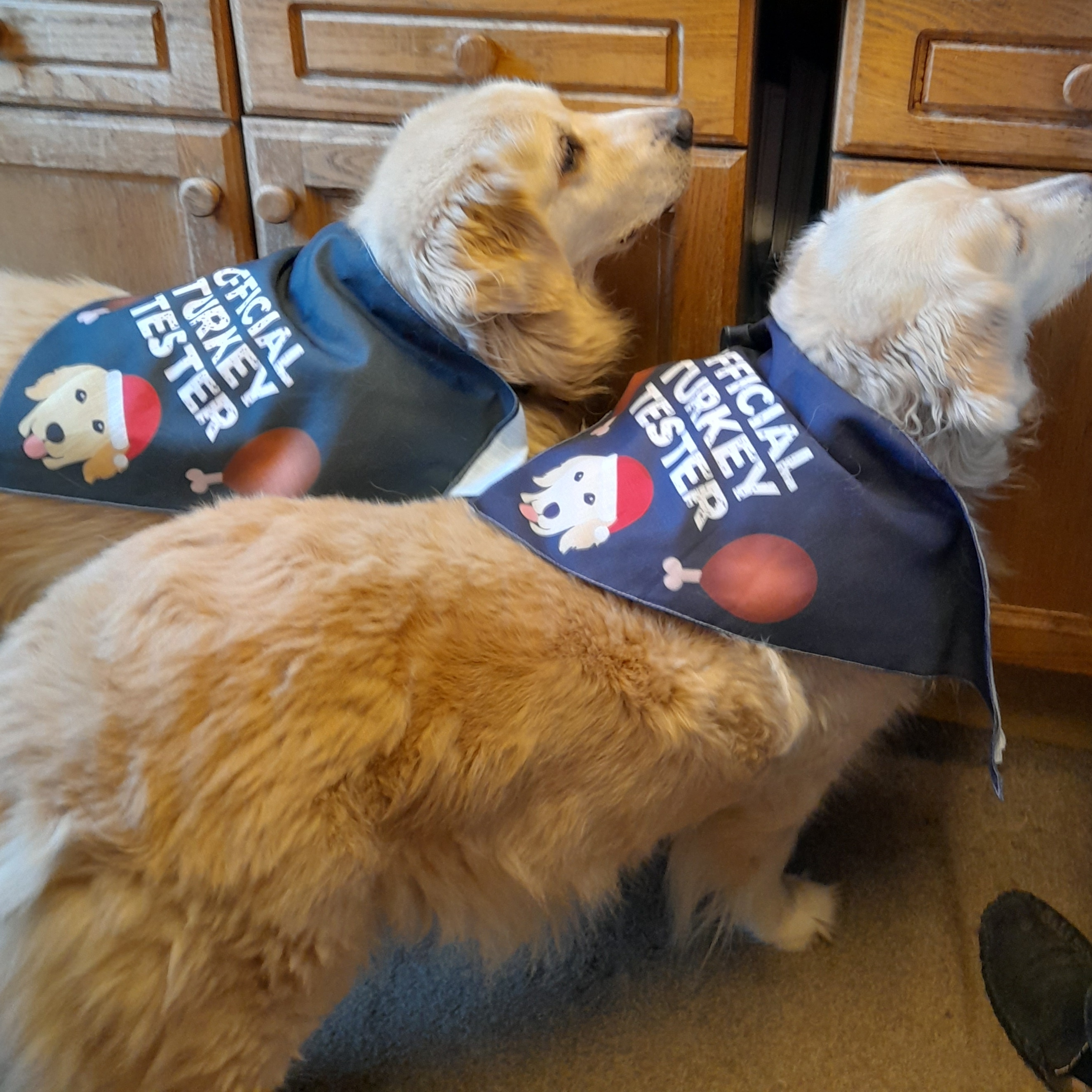 Customer photo of 'Official Turkey Tester' - Personalised Dog Christmas Bandana