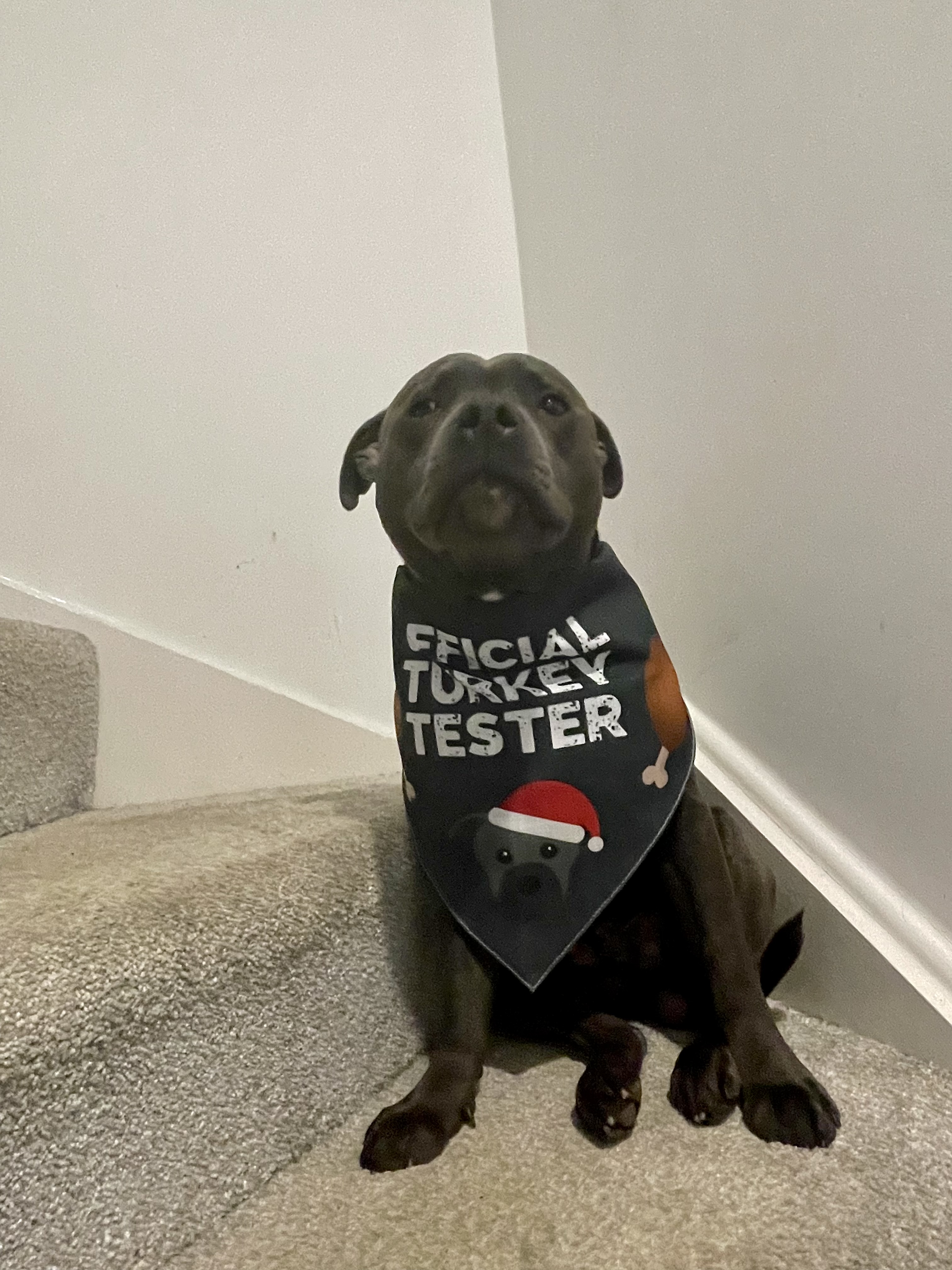 Customer photo of 'Official Turkey Tester' - Personalised Dog Christmas Bandana