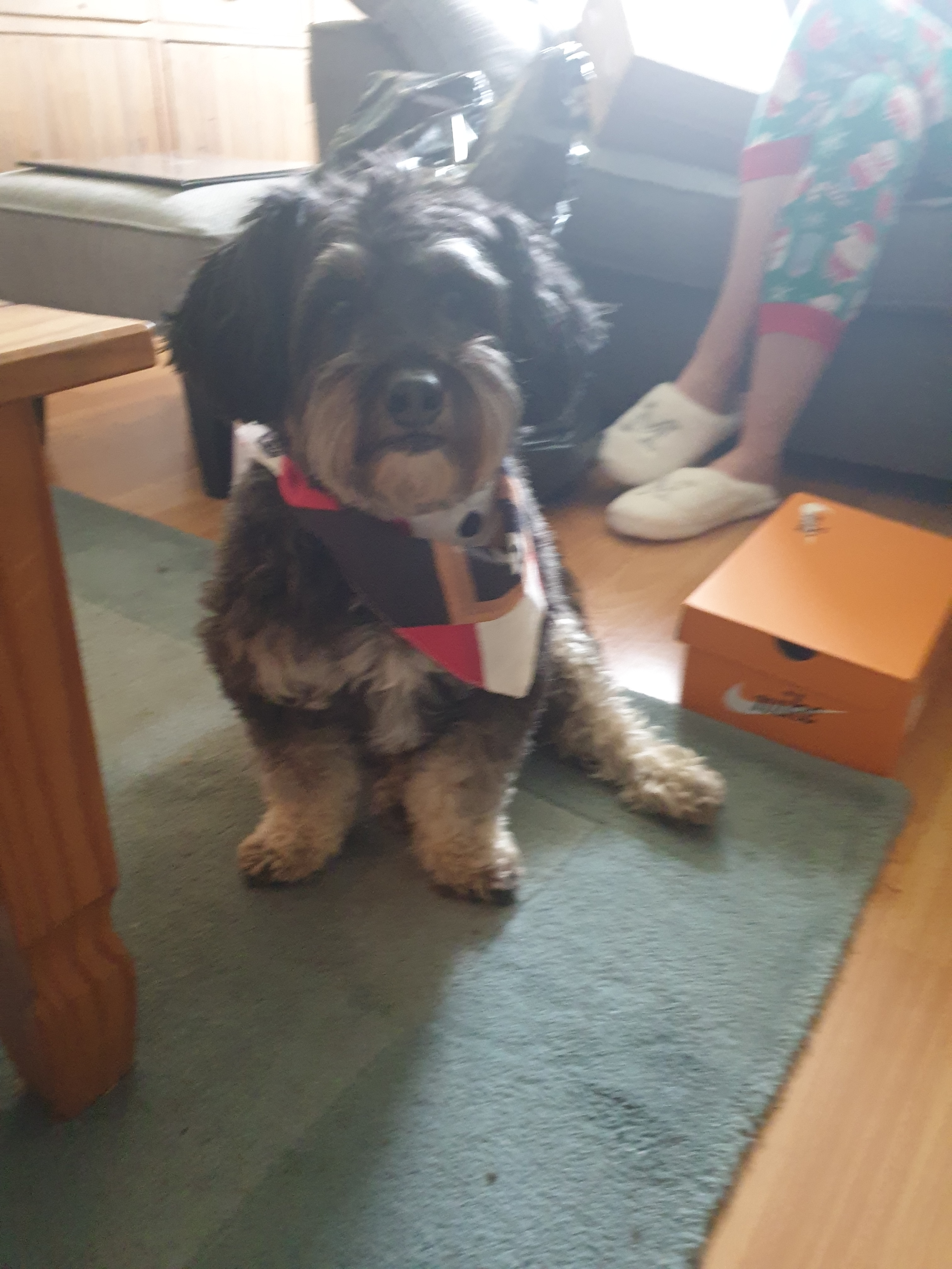 Customer photo of Santa Suit: Personalized Dog Christmas Bandana