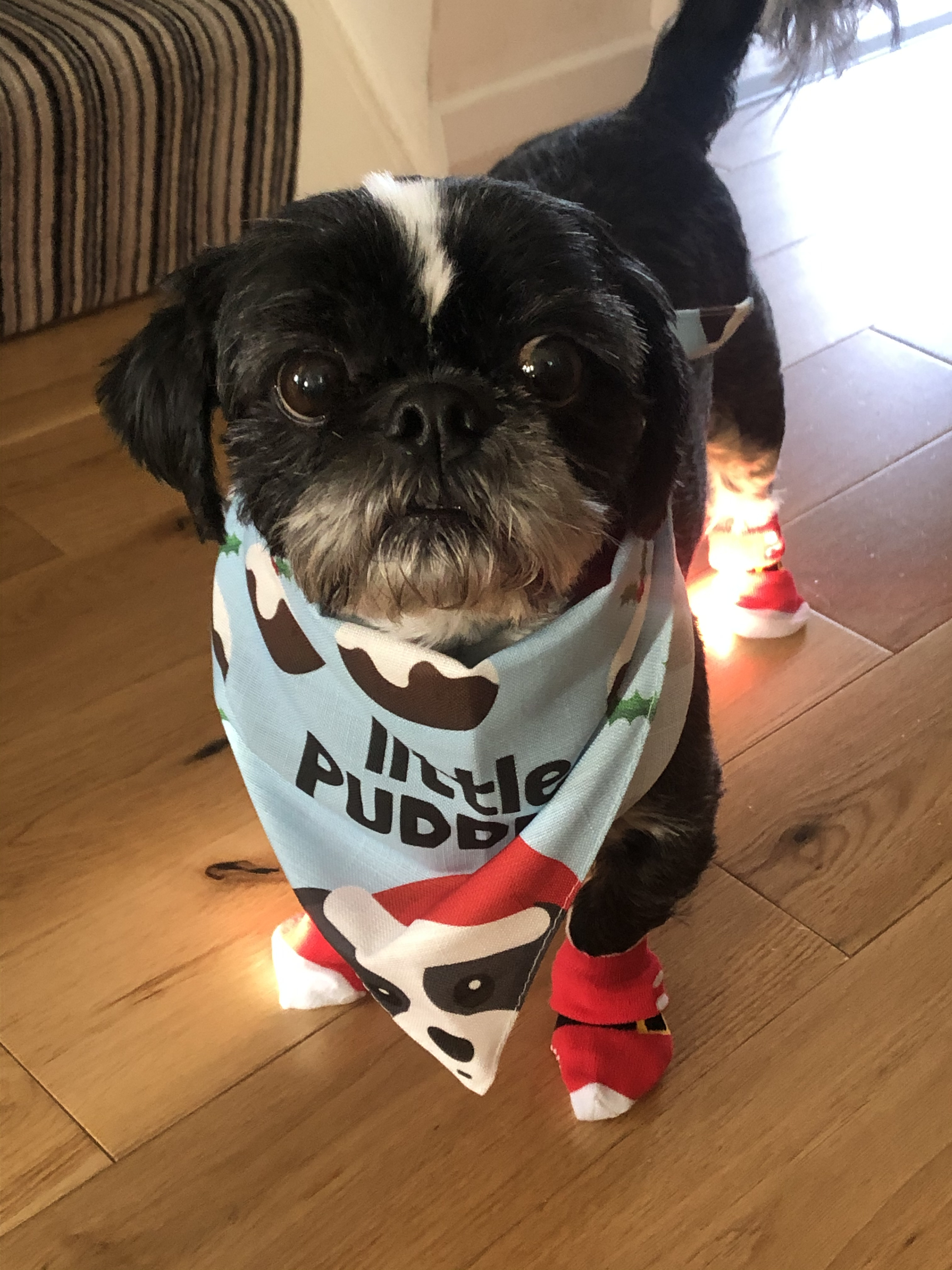 Customer photo of Little Pudding : Personalised Dog Christmas Bandana