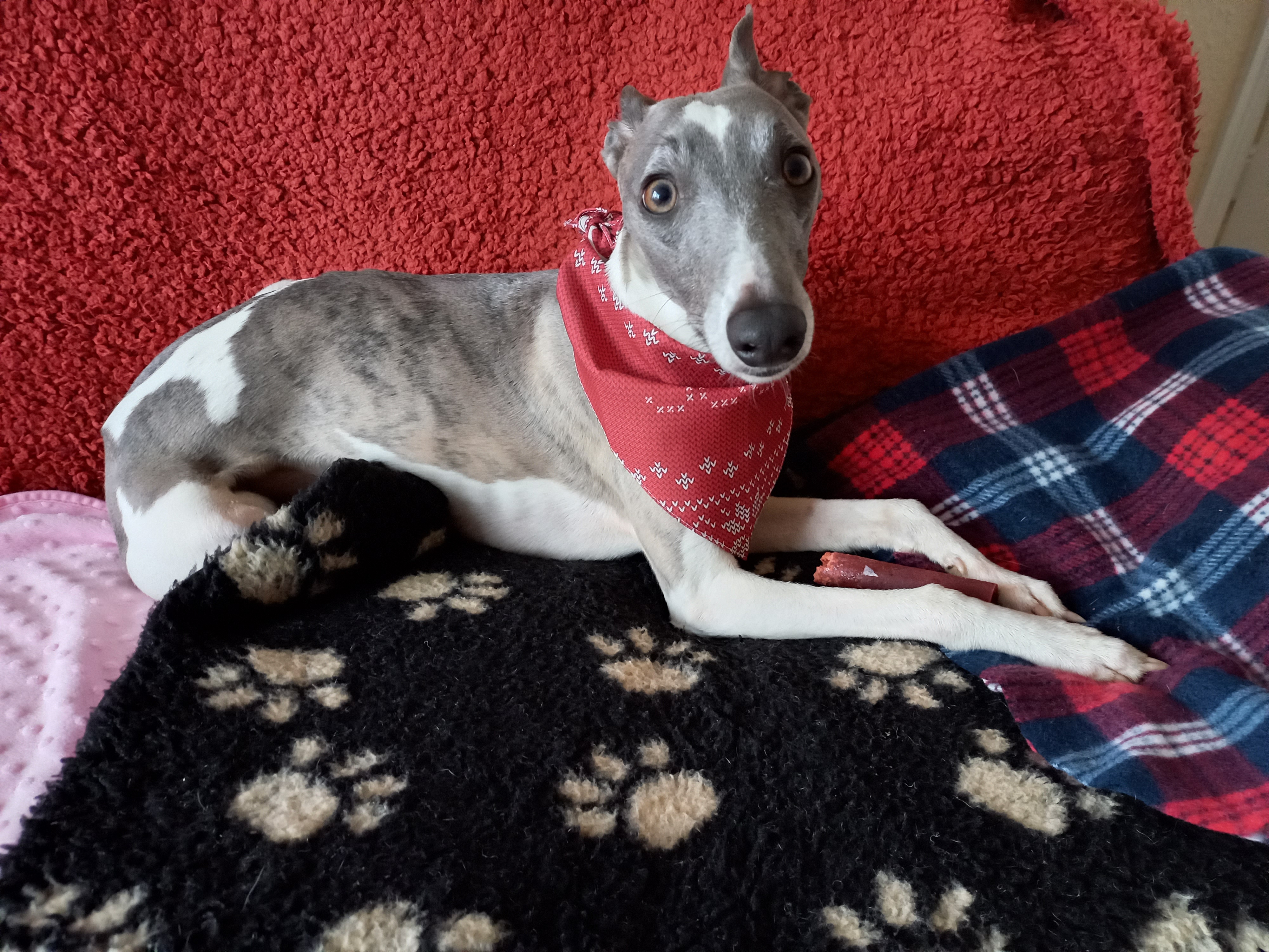 Customer photo of Christmas Jumper: Personalised Dog Bandana