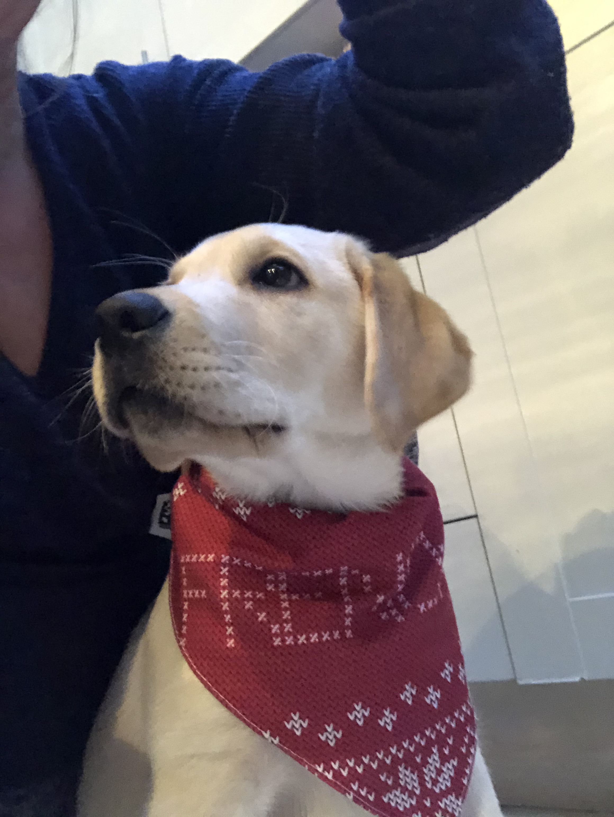 Customer photo of Christmas Jumper: Personalised Dog Bandana