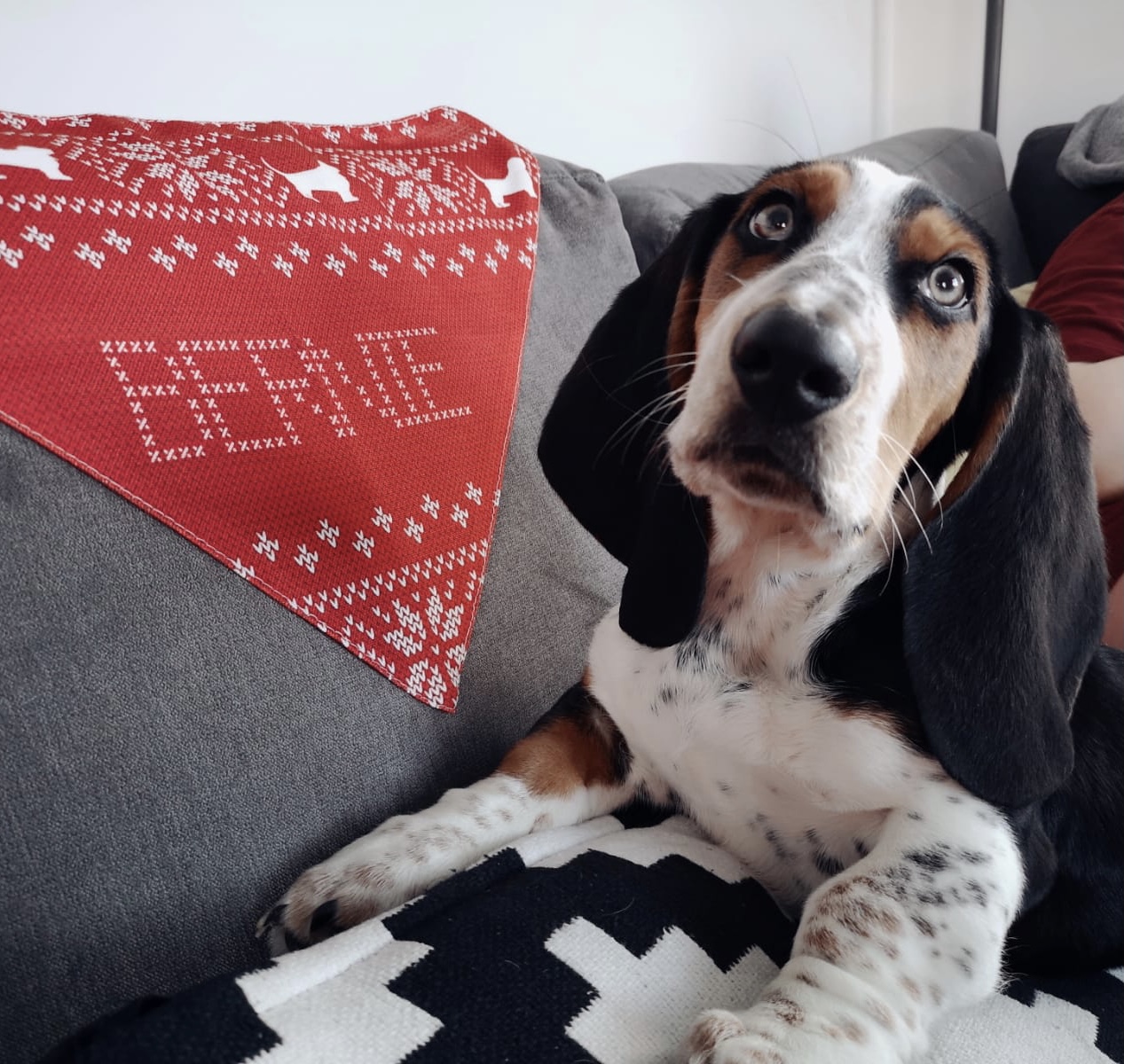Customer photo of Christmas Jumper: Personalised Dog Bandana