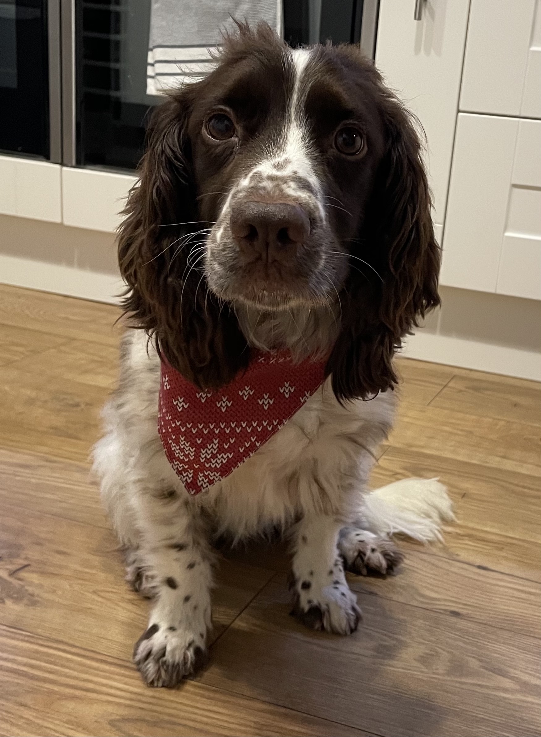 Customer photo of Christmas Jumper: Personalised Dog Bandana