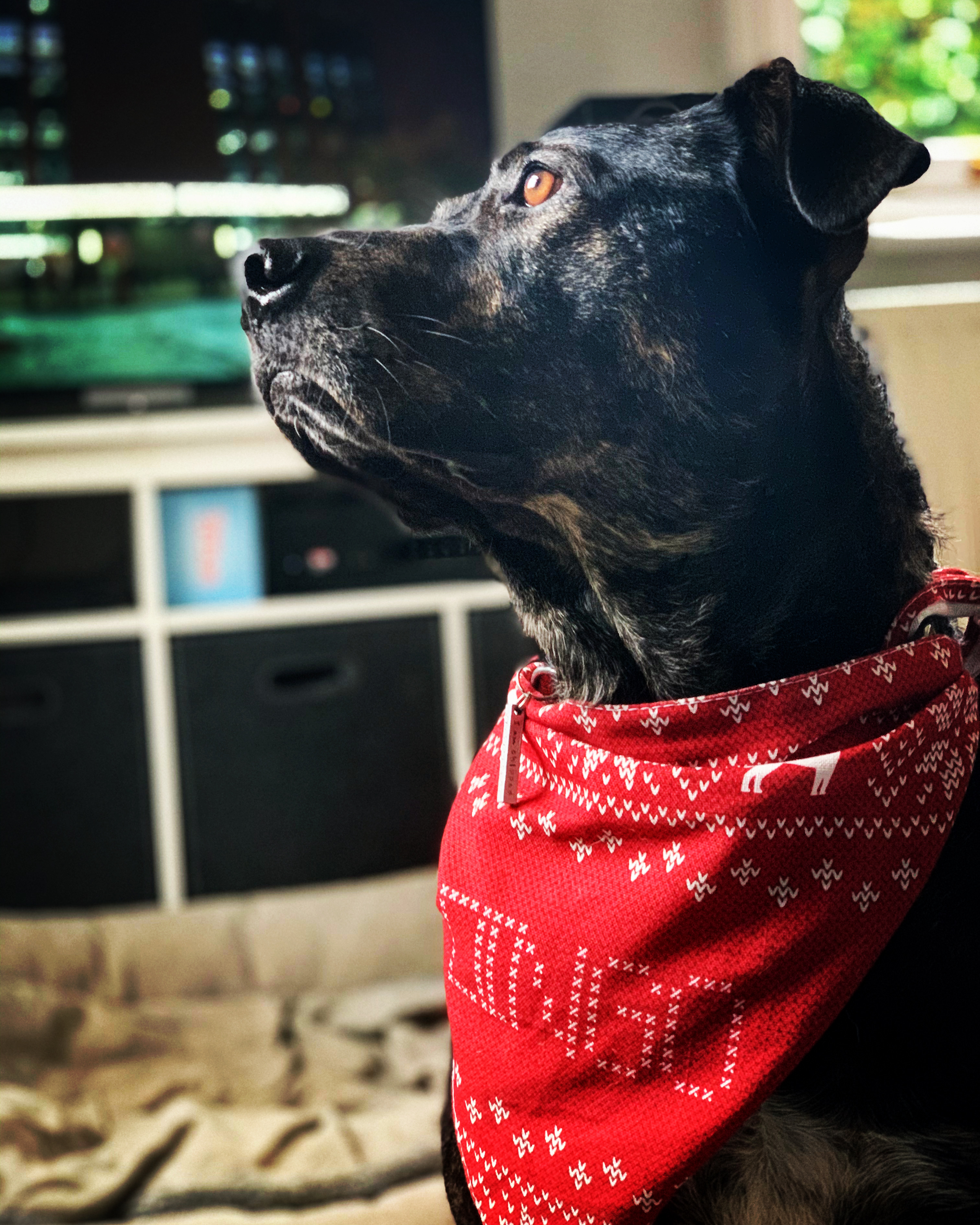 Customer photo of Christmas Jumper: Personalised Dog Bandana