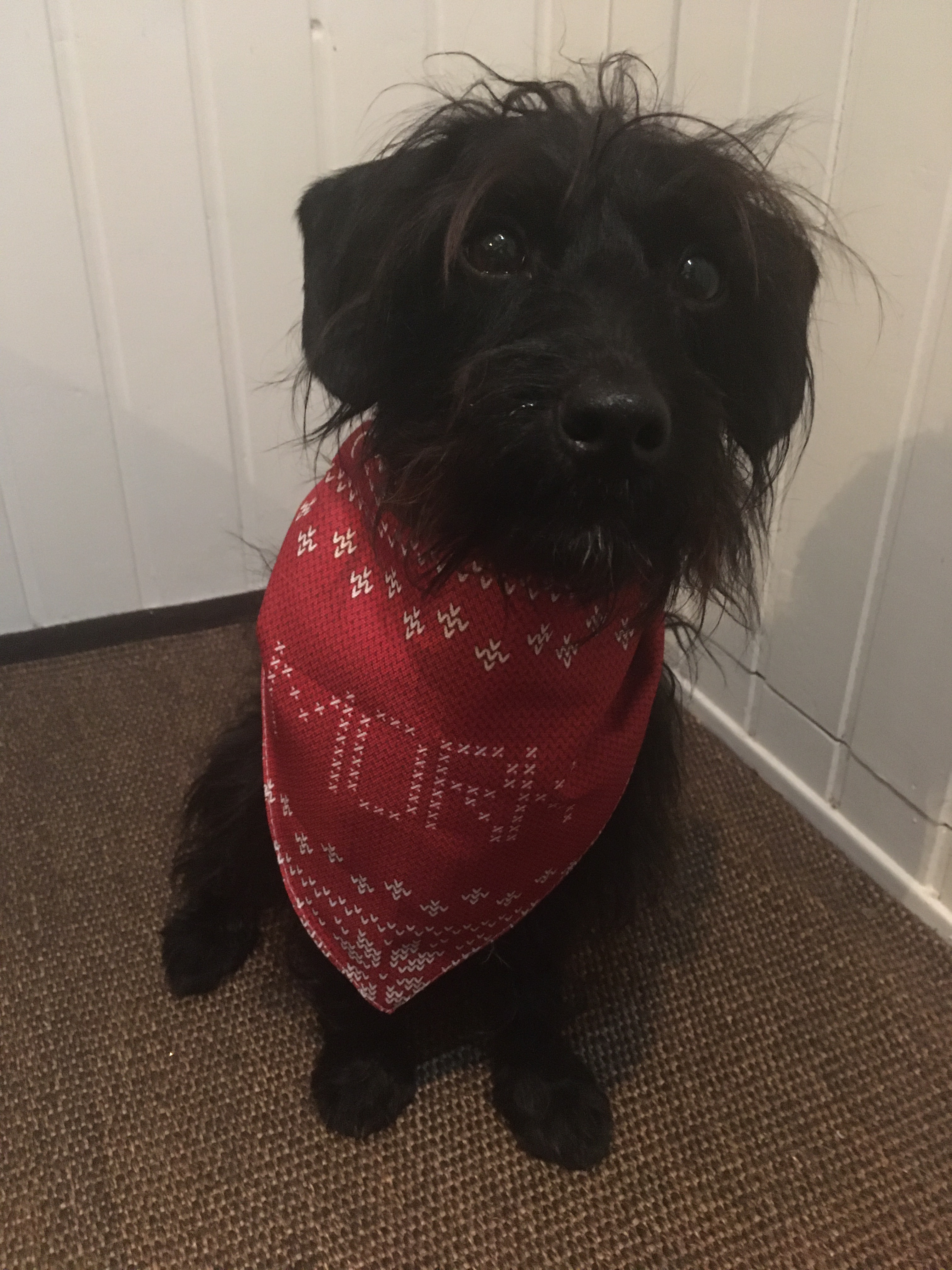 Customer photo of Christmas Jumper: Personalised Dog Bandana