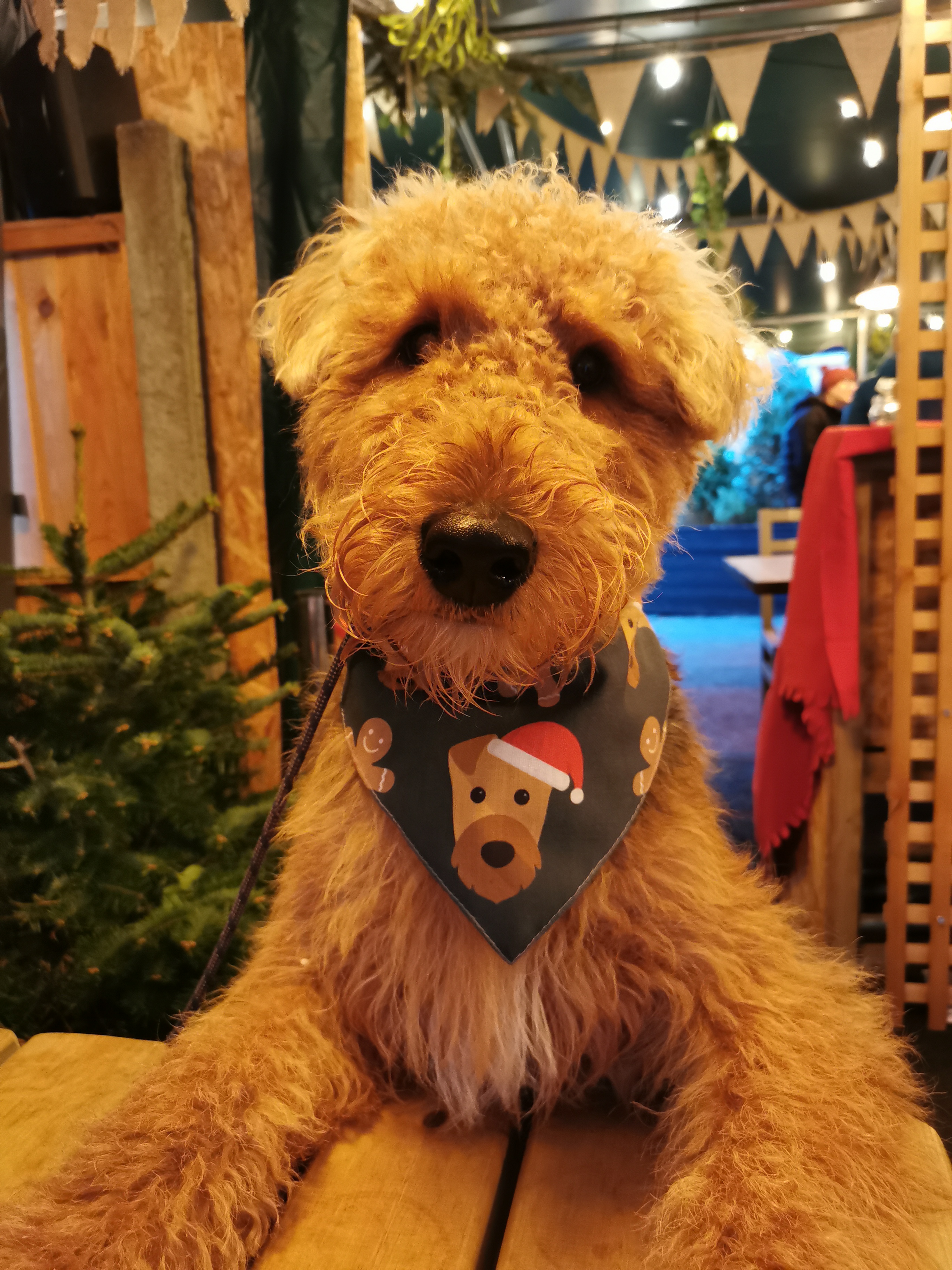 Customer photo of Gingerbread: Personalised Dog Christmas Bandana