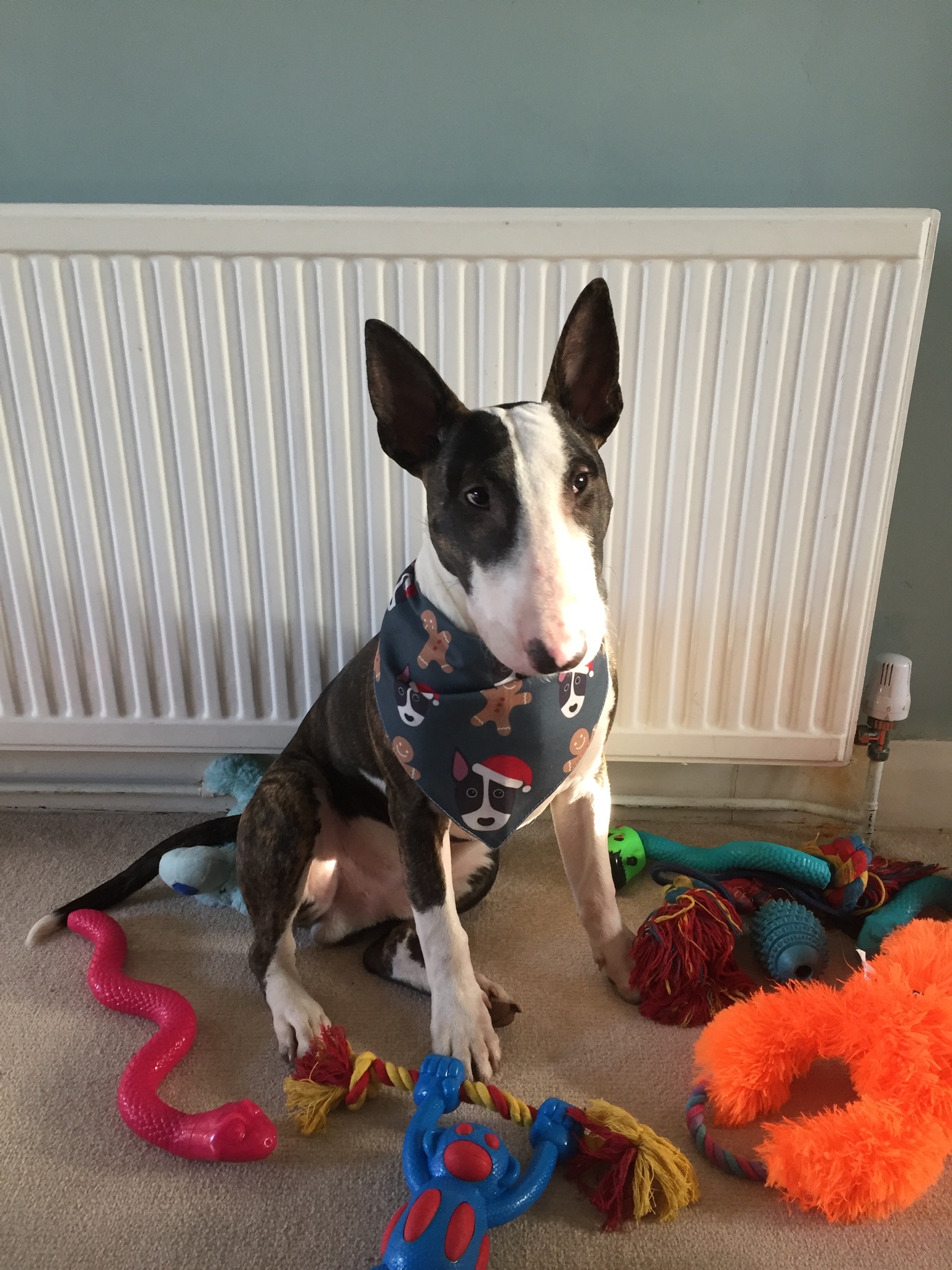 Customer photo of Gingerbread: Personalised Dog Christmas Bandana