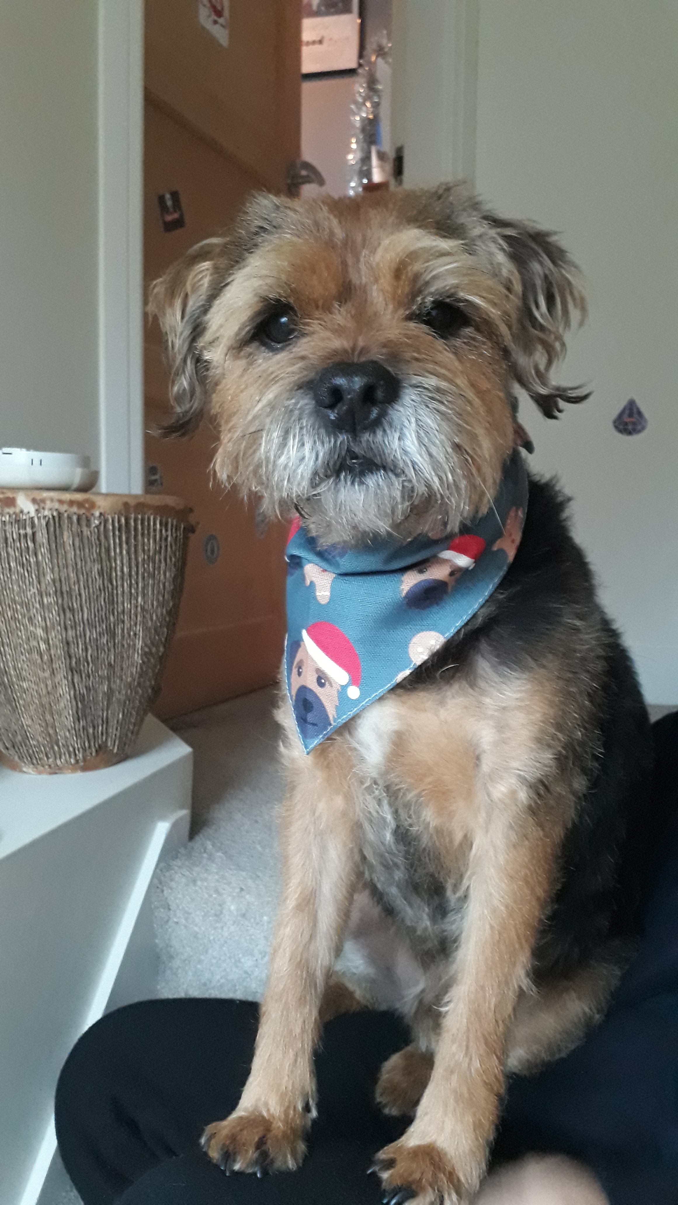 Customer photo of Gingerbread: Personalised Dog Christmas Bandana