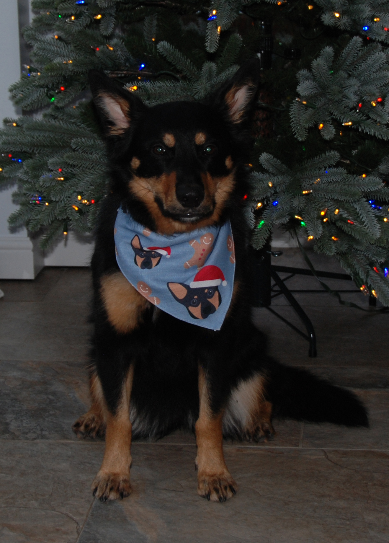 Customer photo of Gingerbread: Personalised Dog Christmas Bandana