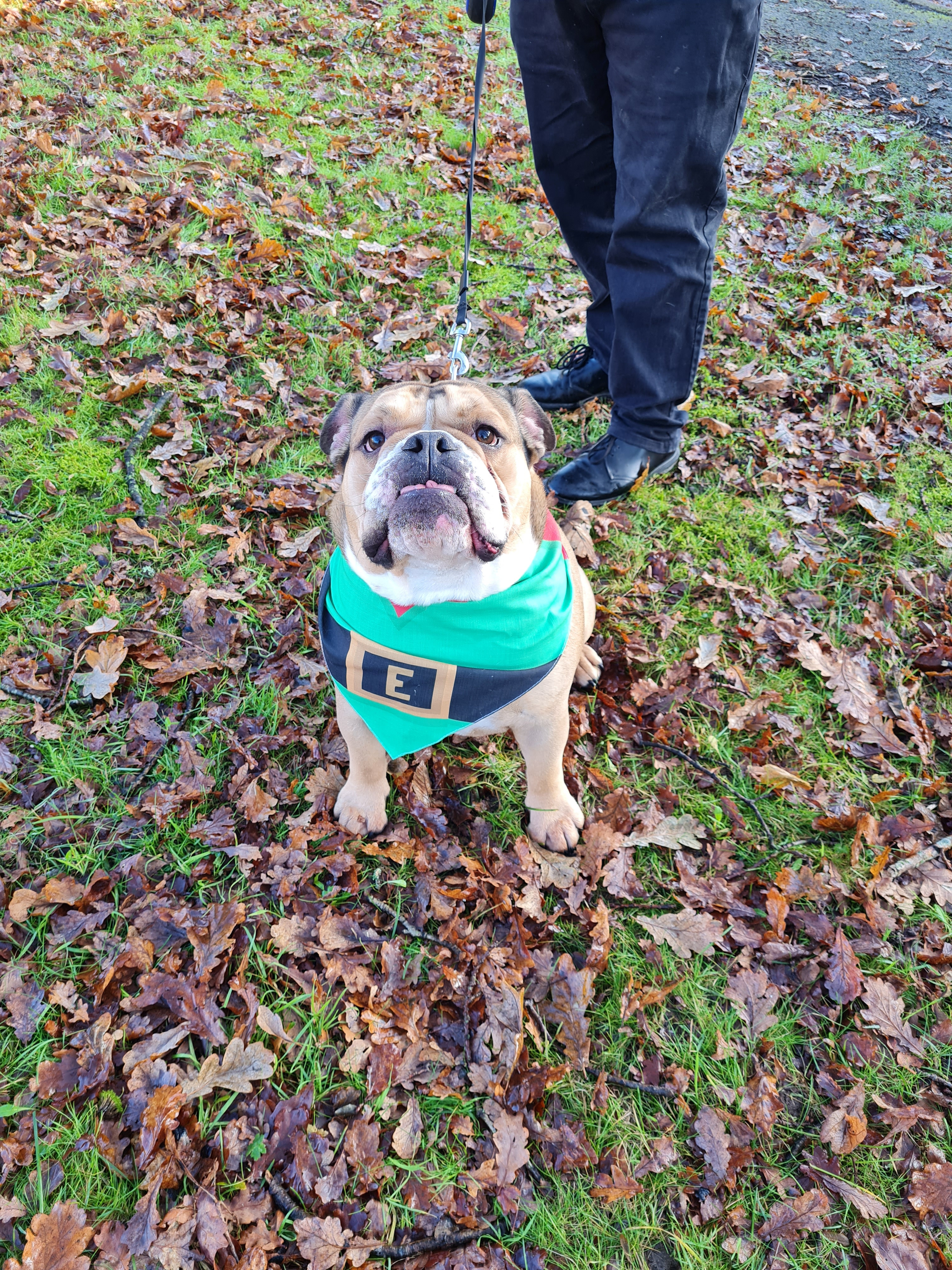 Customer photo of Elf Suit: Personalised Dog Christmas Bandana