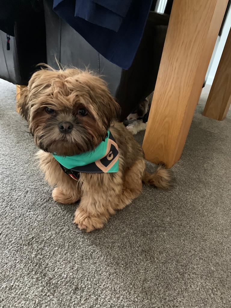 Customer photo of Elf Suit: Personalised Dog Christmas Bandana