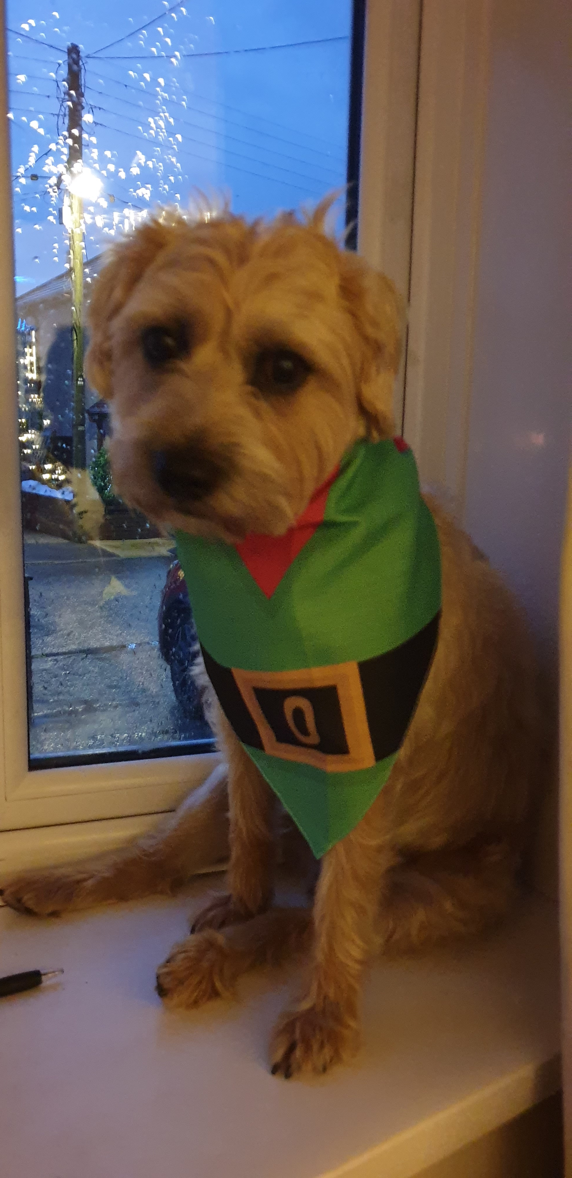 Customer photo of Elf Suit: Personalised Dog Christmas Bandana