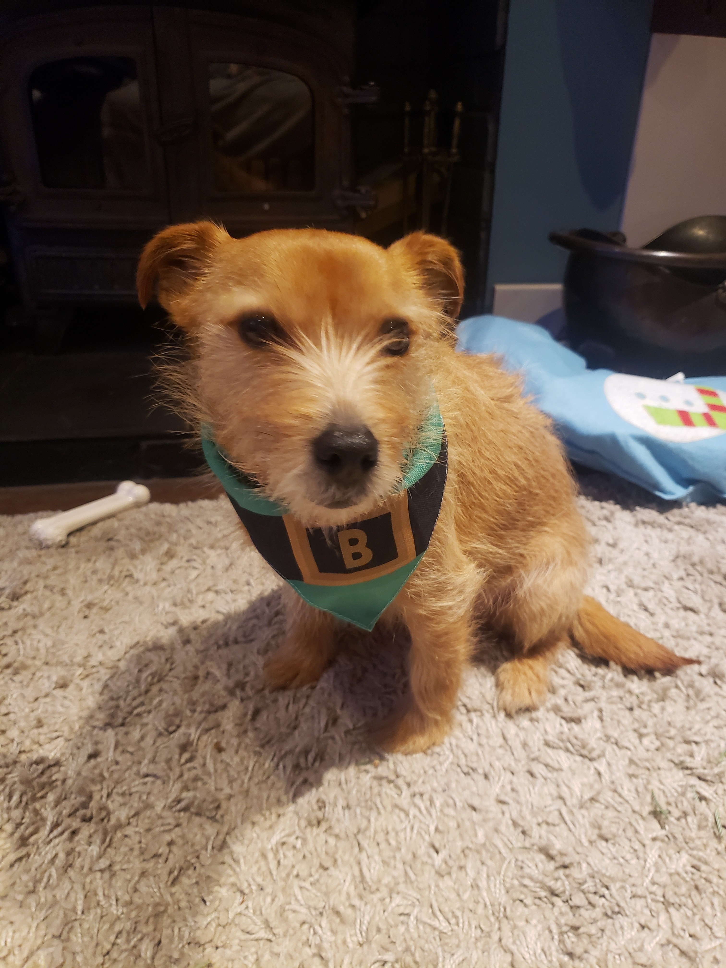 Customer photo of Elf Suit: Personalised Dog Christmas Bandana