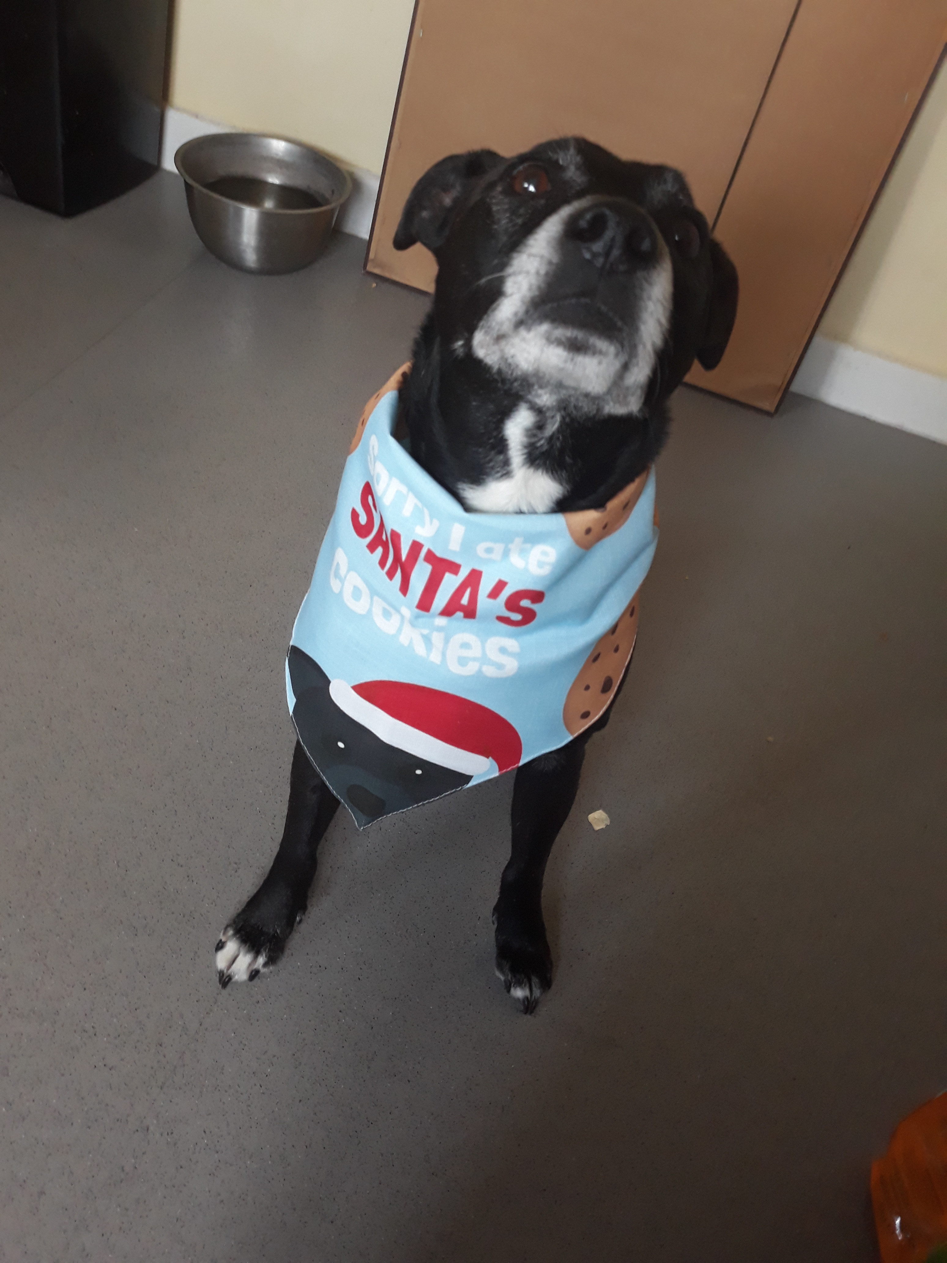 Customer photo of 'I Ate Santa's Cookies' - Personalised Dog Christmas Bandana