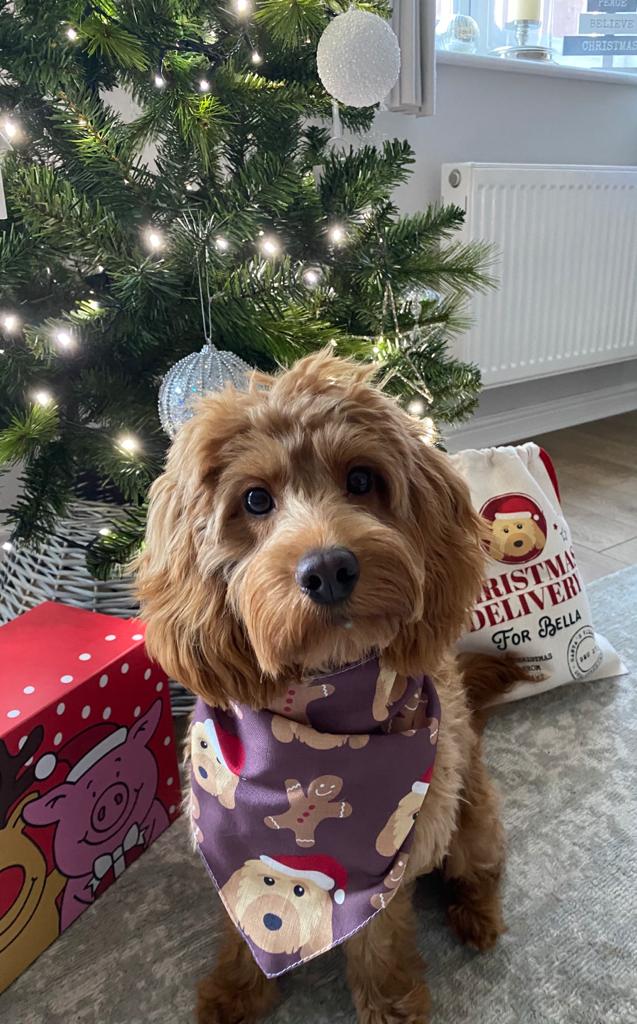 Customer photo of Christmas Delivery: Personalised Dog Santa Sack