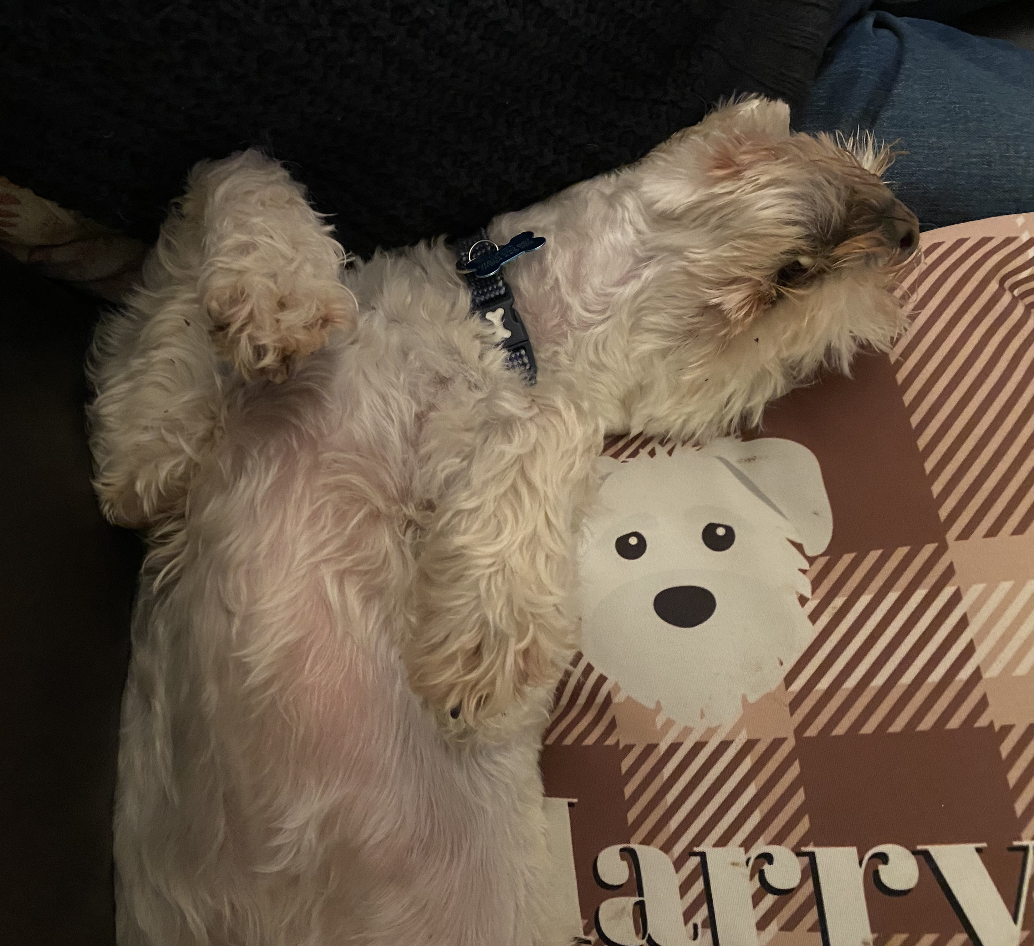 Customer photo of Tartan Pattern: Personalized Jack-A-Poo Soft Touch Pillow